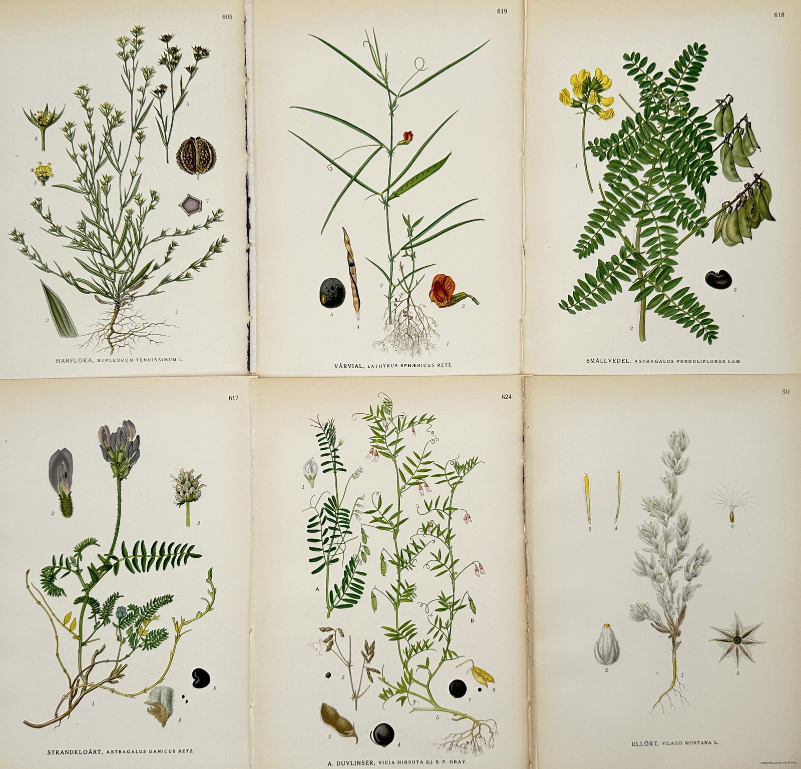 Carl Lindman – Set of 6: Botanical Studies of Wetland Grasses – Hand-colored engraving (19th: This set of six hand-colored engravings features detailed botanical studies of diverse Nordic flora, specifically focusing on grasses found in meadow and wetland environments, including species such a
