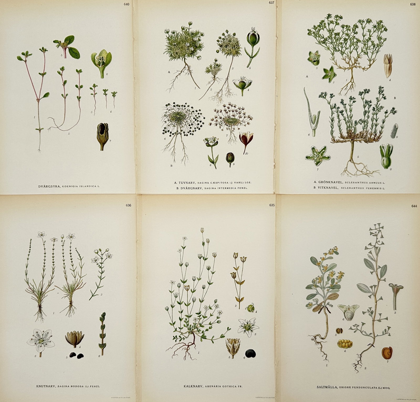 Carl Lindman – Set of 6: Botanical Studies of Nordic Legumes and Wildflowers: This set of six hand-colored engravings features detailed botanical studies of various Nordic plants, specifically focusing on legumes such as the sand milkvetch (Astragalus danicus), pendulous milkve