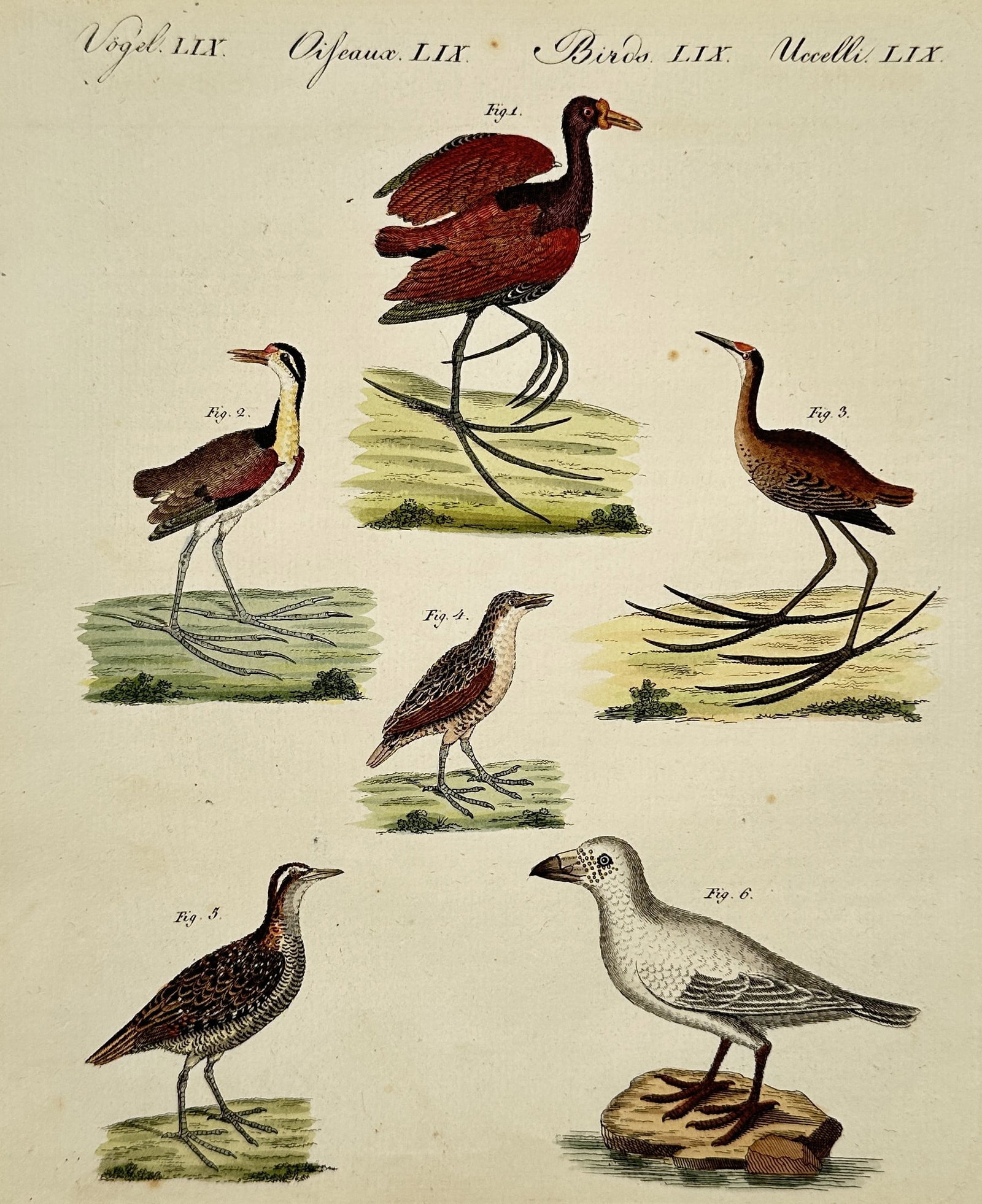 Friedrich Justin Bertuch (1747-1822) – Species of birds– Hand-colored engraving (1800): This print features multiple species of birds presented in distinct poses to showcase their physical characteristics. It was created for a major educational encyclopedia intended to provide children w
