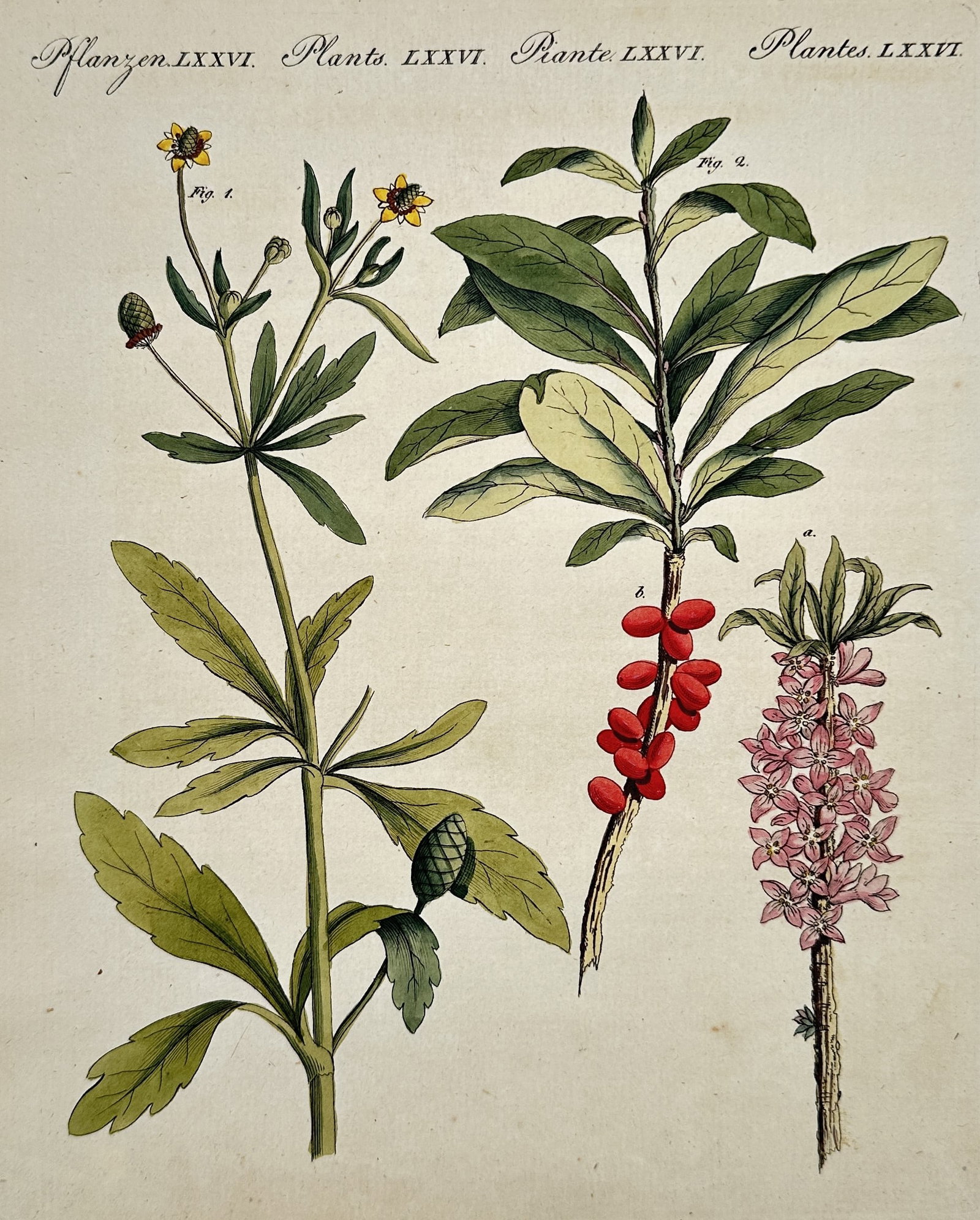 Friedrich Justin Bertuch (1747–1822) – Floral Plants – Hand-colored engraving (1800): This illustration depicts various plant species with a focus on their floral and fruit-bearing components. The work was originally created for an extensive educational encyclopedia intended to introdu