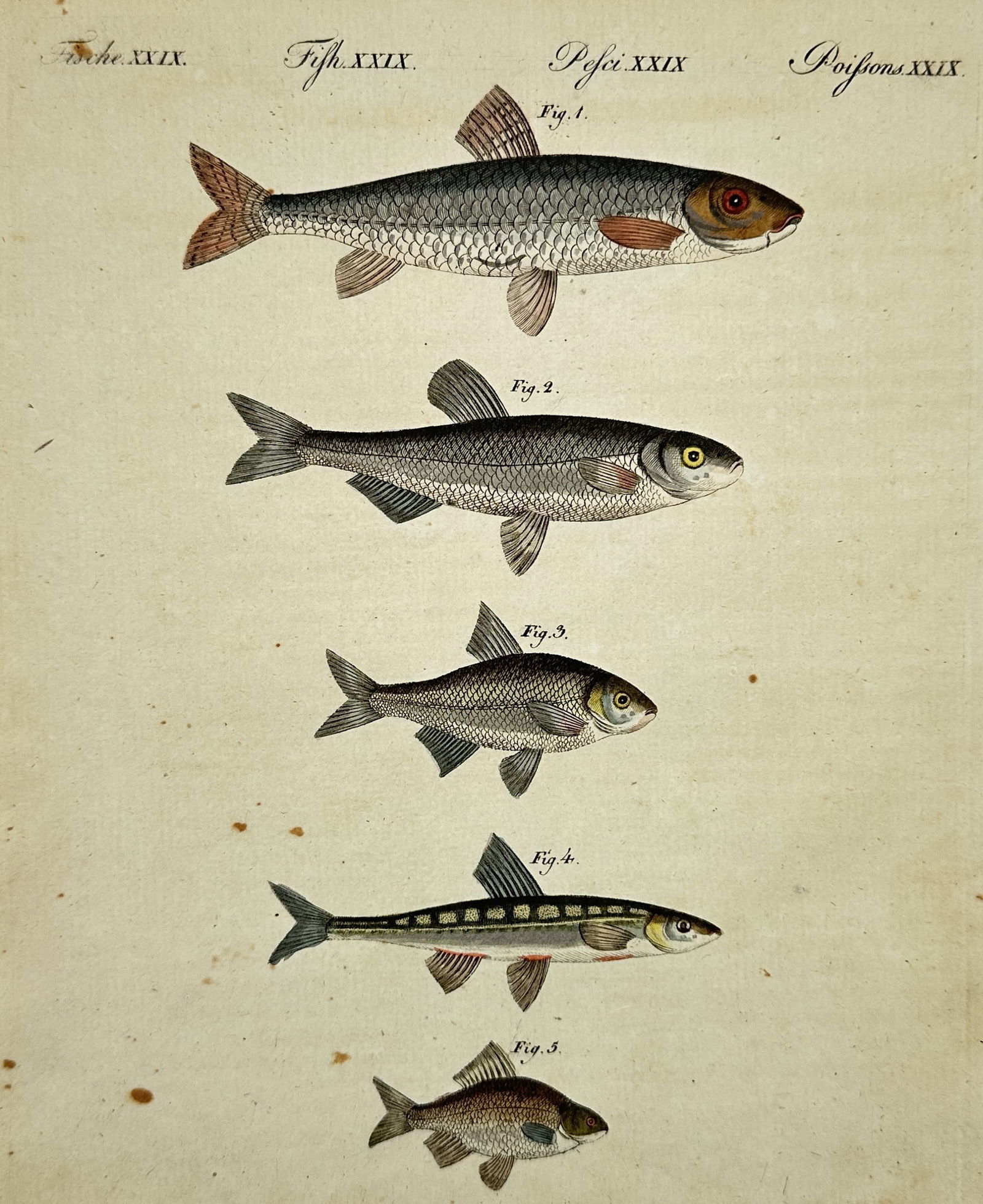 Friedrich Justin Bertuch (1747–1822) – Fish – Hand-colored engraving (1800) (1 of 2)