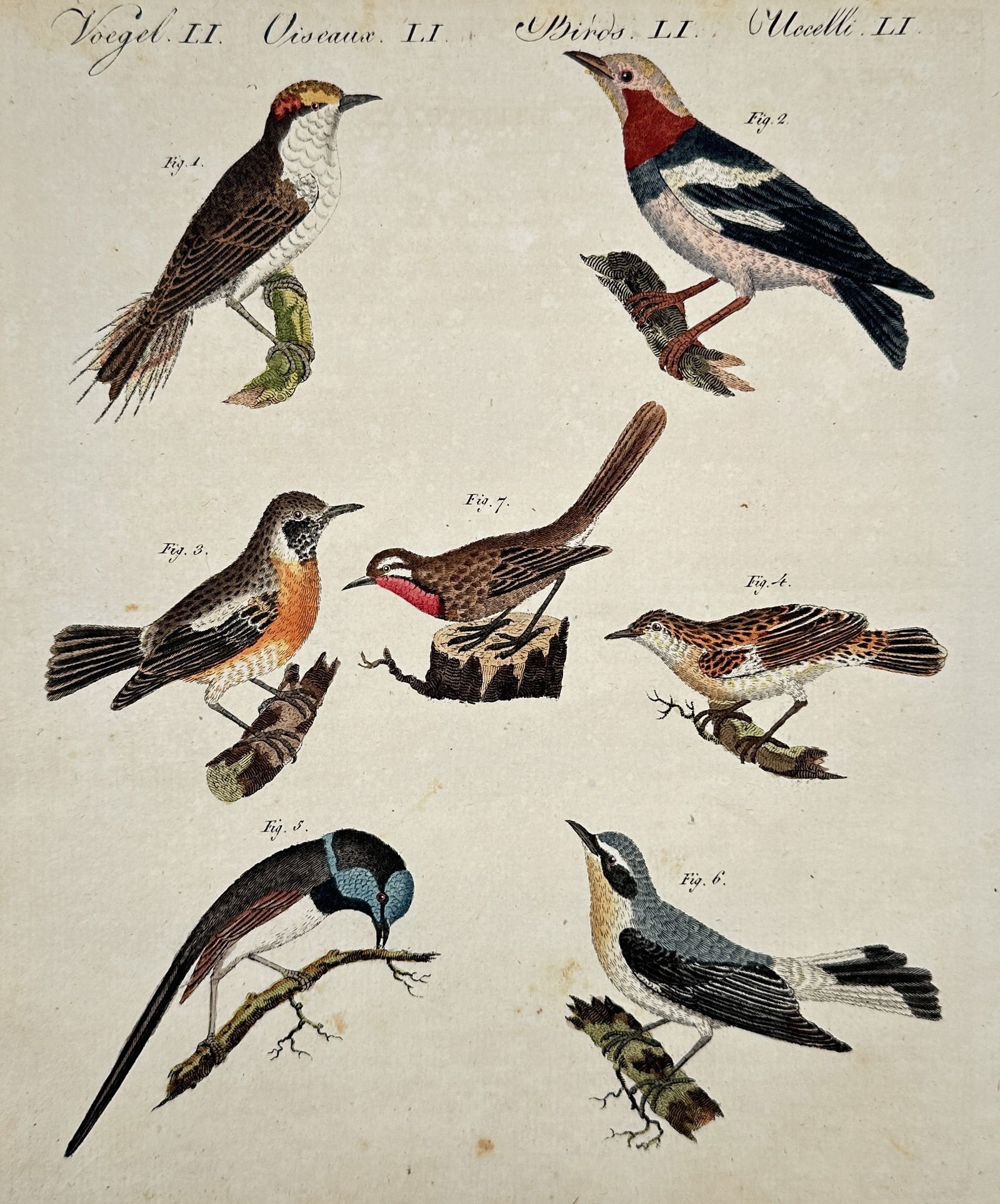 Friedrich Justin Bertuch (1747–1822) – Small Birds – Hand-colored engraving (1800) (1 of 2)