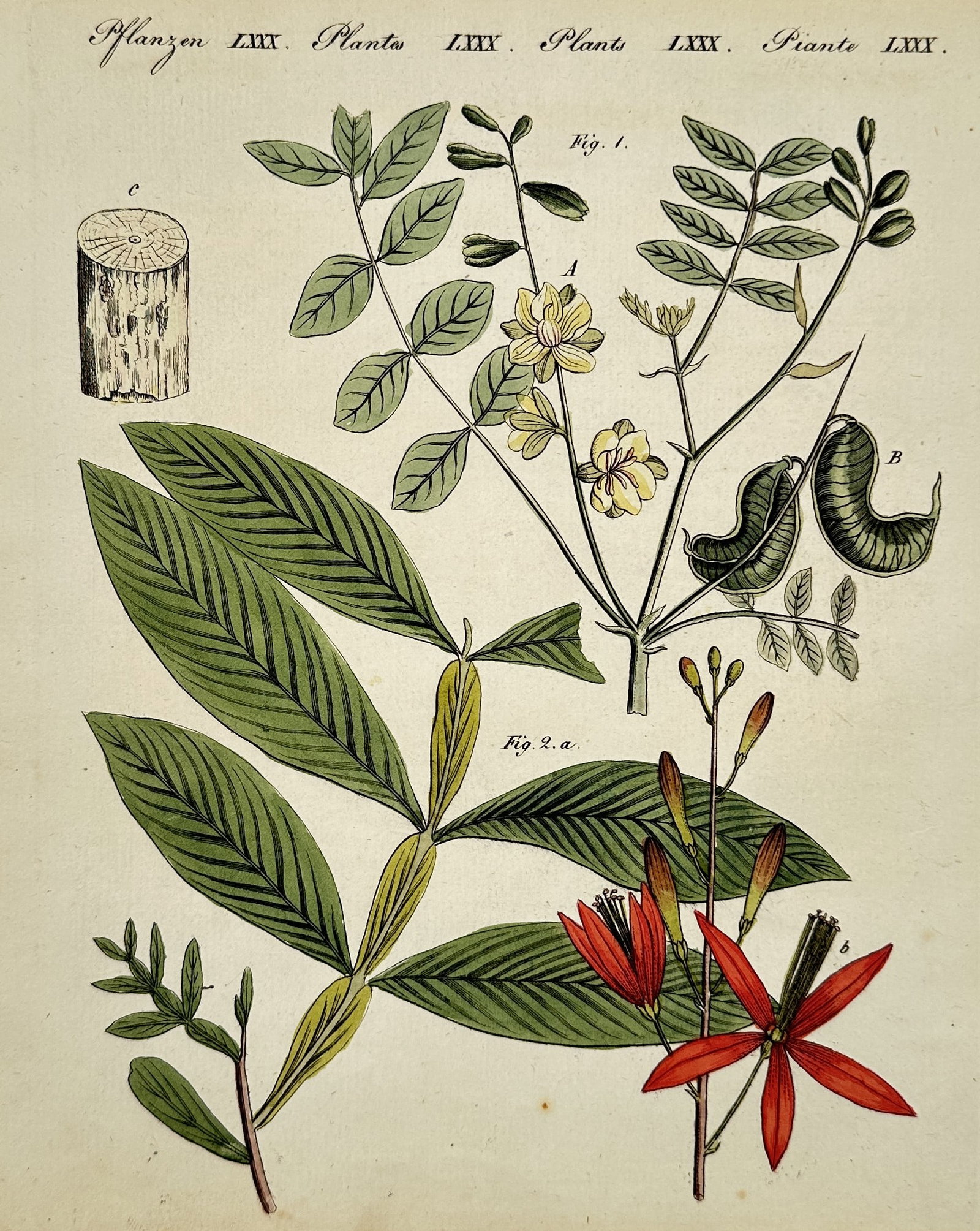 Friedrich Justin Bertuch (1747–1822) – Plants – Hand-colored engraving (1800): This illustration depicts several botanical specimens, featuring detailed renderings of leaves, yellow blossoms, red star-shaped flowers, and seed pods. The work was produced for an expansive children