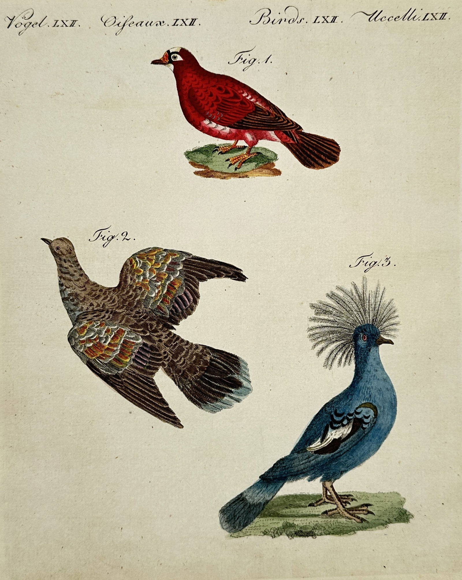 Friedrich Justin Bertuch (1747–1822) – Red Birds – Hand-colored engraving (1800) (1 of 2)