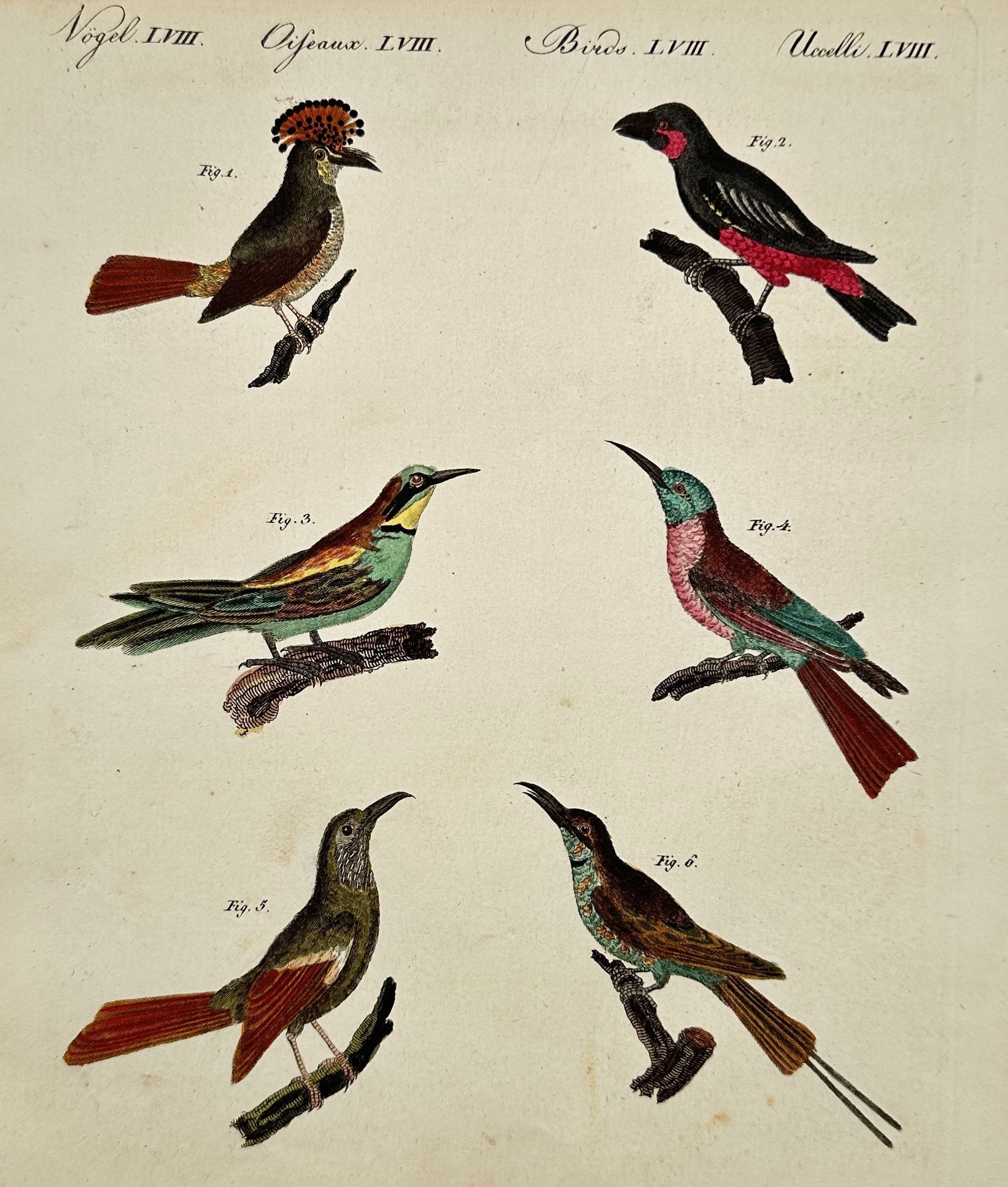 Friedrich Justin Bertuch (1747–1822) – long-billed Birds – Hand-colored engraving (1800) (1 of 2)