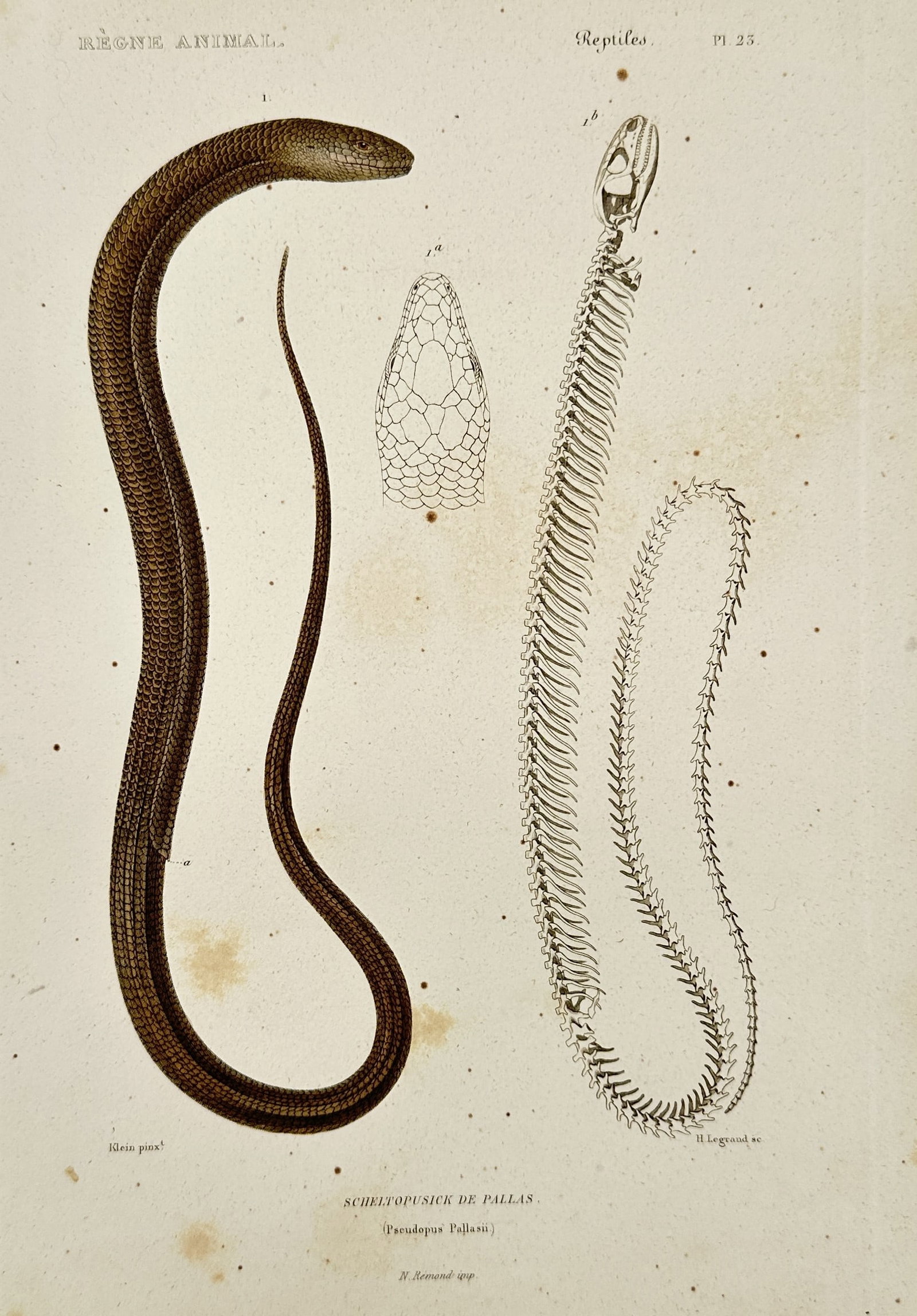 Georges Cuvier (1769–1832) – European Glass Lizard – Engraving (1817): This illustration features a European glass lizard, showing a complete specimen alongside a detailed skeletal structure and a close-up view of the head scales. The work was produced for the monumental