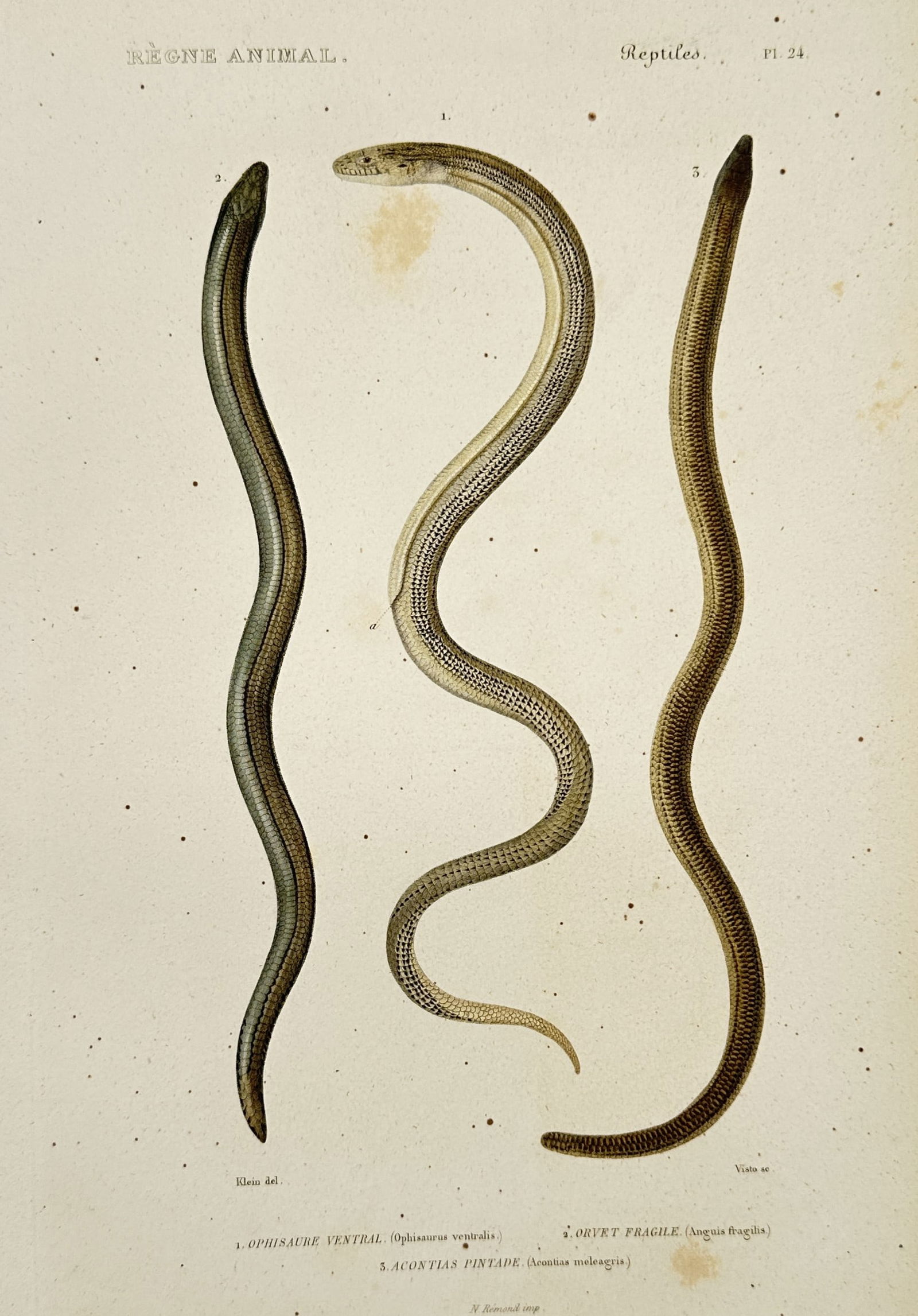 Georges Cuvier (1769–1832) – Lizards – Engraving (1817) (1 of 2)
