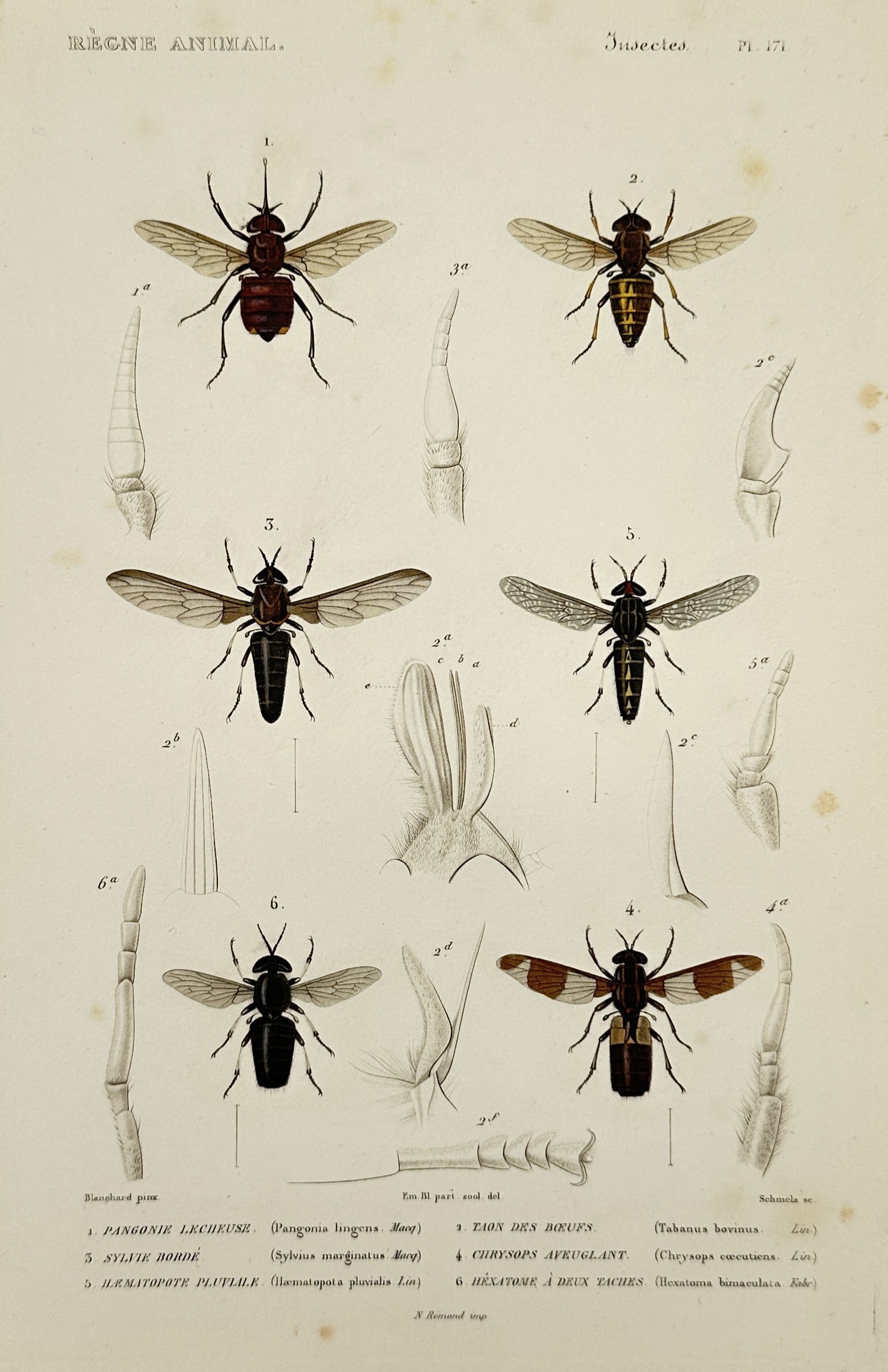 Georges Cuvier (1769–1832) – Flying Insects – Engraving (1817) (1 of 2)