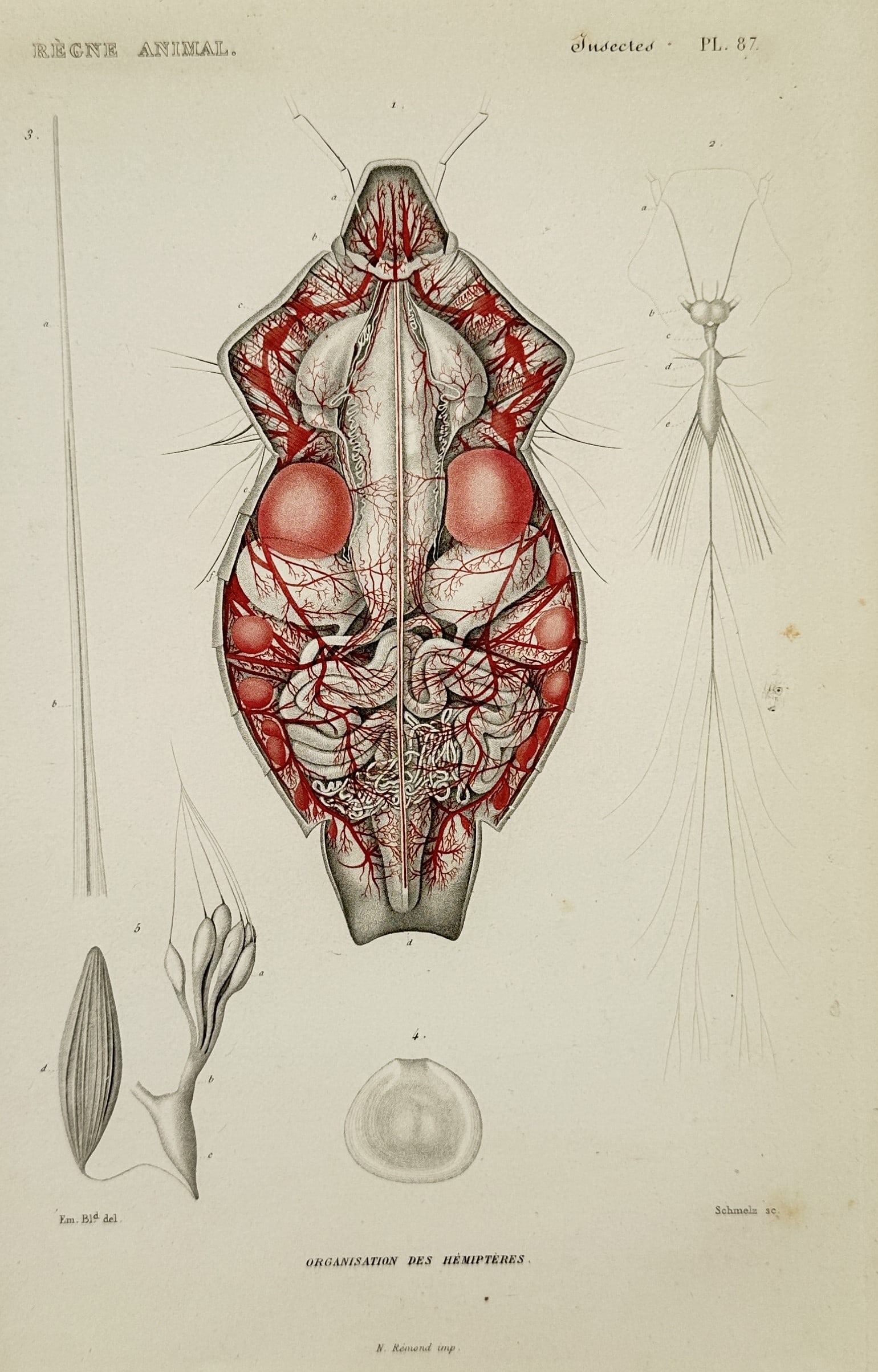Georges Cuvier (1769–1832) – Internal Anatomy of a Hemipteran Insect – Engraving (1817): This illustration provides a highly detailed view of the internal biological systems of a hemipteran insect, prominently displaying the complex network of the circulatory and respiratory systems in re