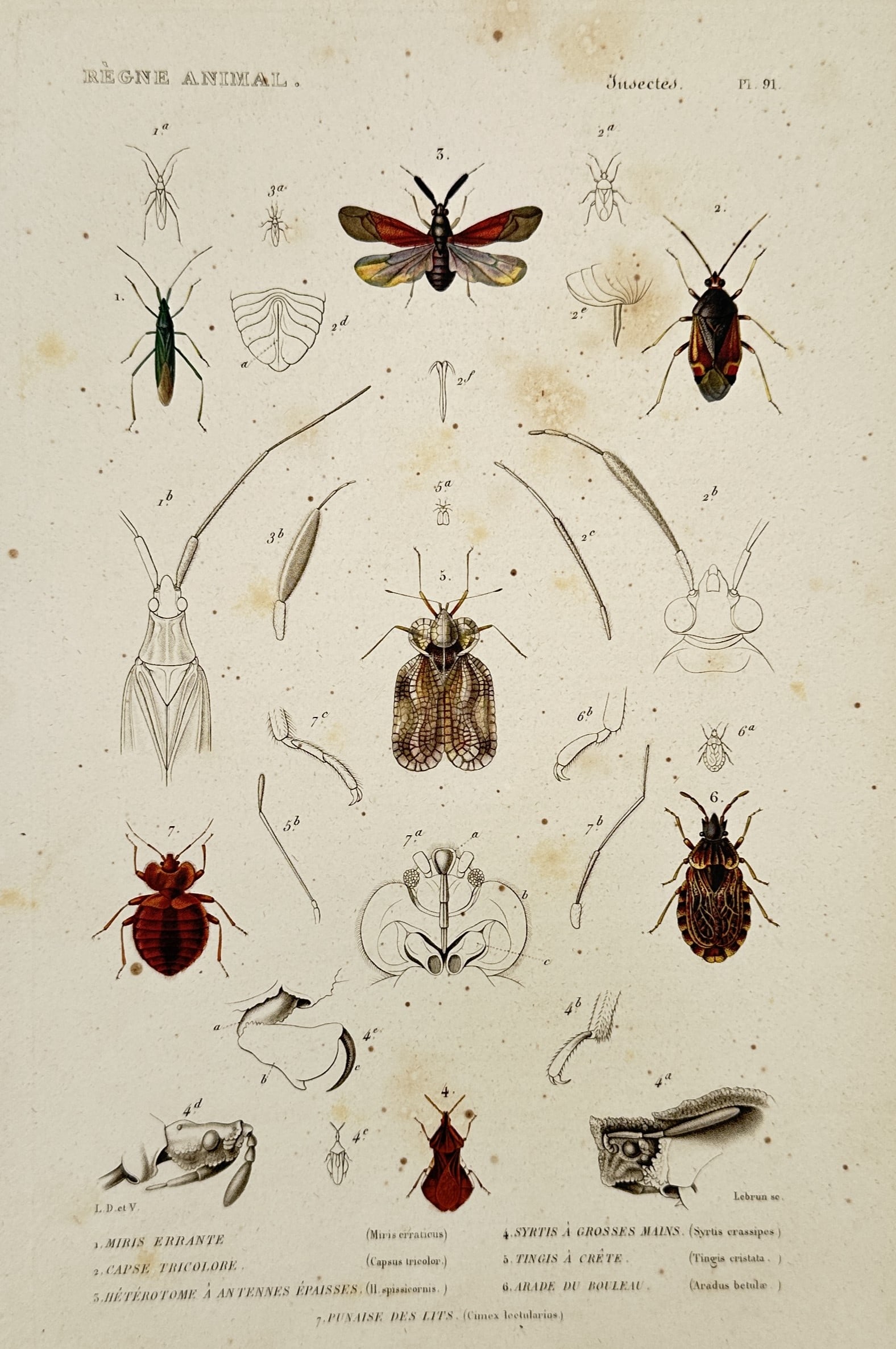 Georges Cuvier (1769–1832) – True Bugs and Bed Bugs – Engraving (1817): This engraving features a variety of hemipteran insects, including patterned plant bugs, a lace bug, and a bed bug, presented alongside detailed anatomical diagrams of their heads, legs, and wing stru