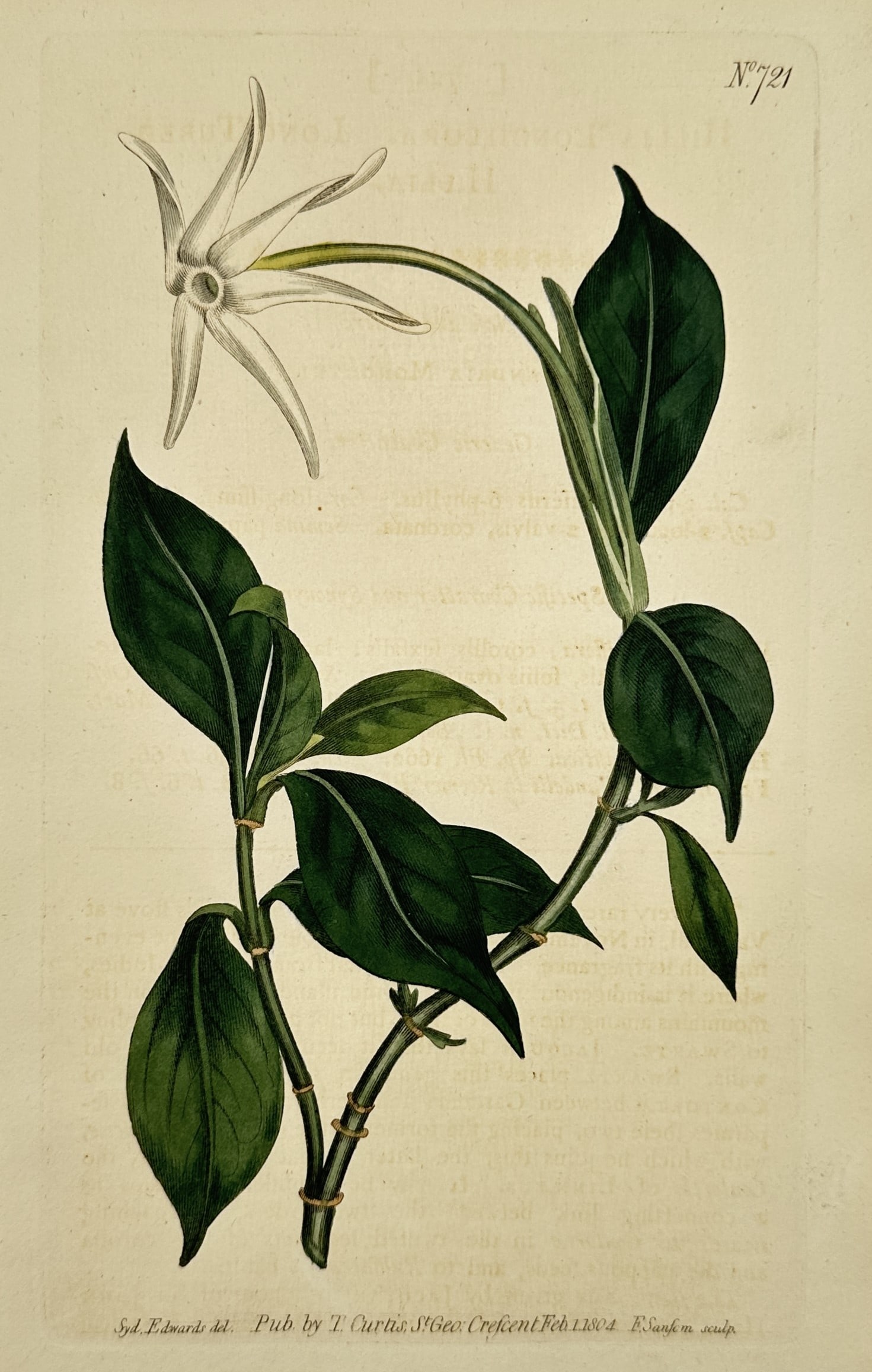 Sydenham Edwards (1768–1819) – Jasmine – Hand-colored engraving (1804): This hand-colored engraving depicts a jasmine plant, showcasing its dark green leaves and a delicate white star-shaped blossom. The illustration was originally published in the Botanical Magazine, a l