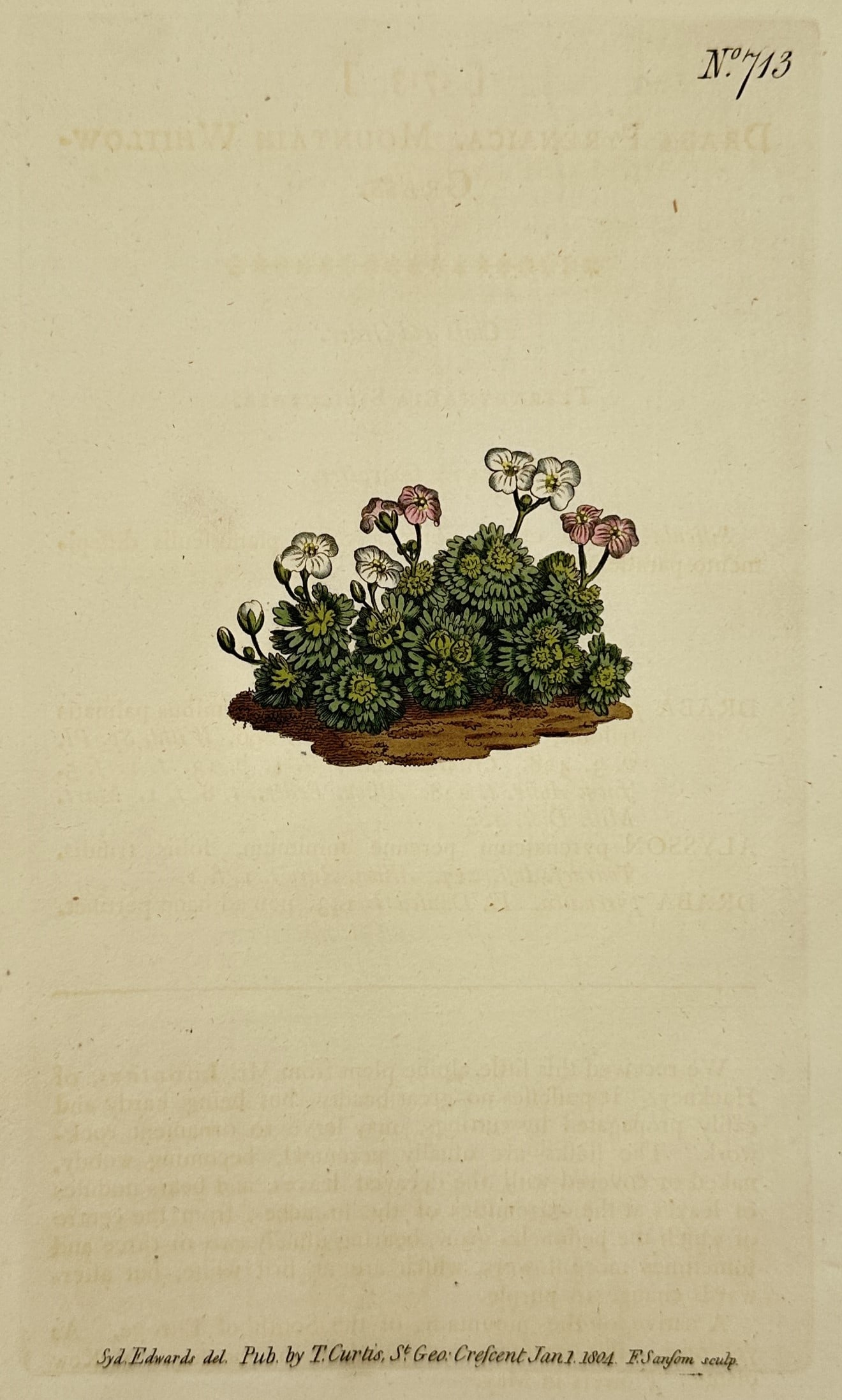 Sydenham Edwards (1768–1819) – Alpine Plant – Hand-colored engraving (1804): This hand-colored engraving depicts a small alpine plant with clusters of dense green foliage and delicate white and pink blossoms. The illustration was originally published in the Botanical Magazine,