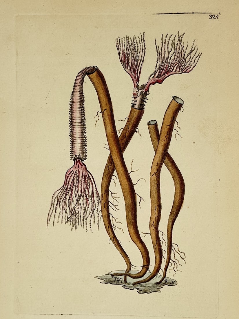 Frederick Polydore Nodder (1751–1801) – Marine Worms – Hand-colored engraving (1790) (1 of 2)
