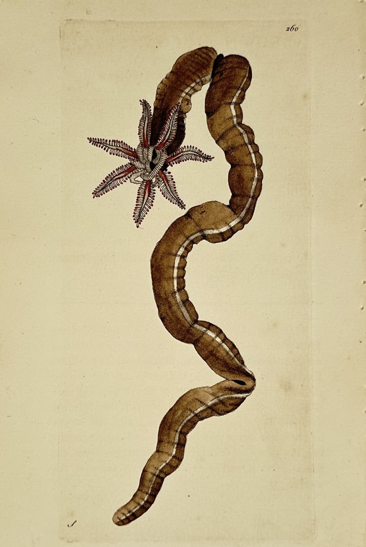 Frederick Polydore Nodder (1751–1801) – segmented Marine Worm – Hand-colored engraving (1790) (1 of 2)
