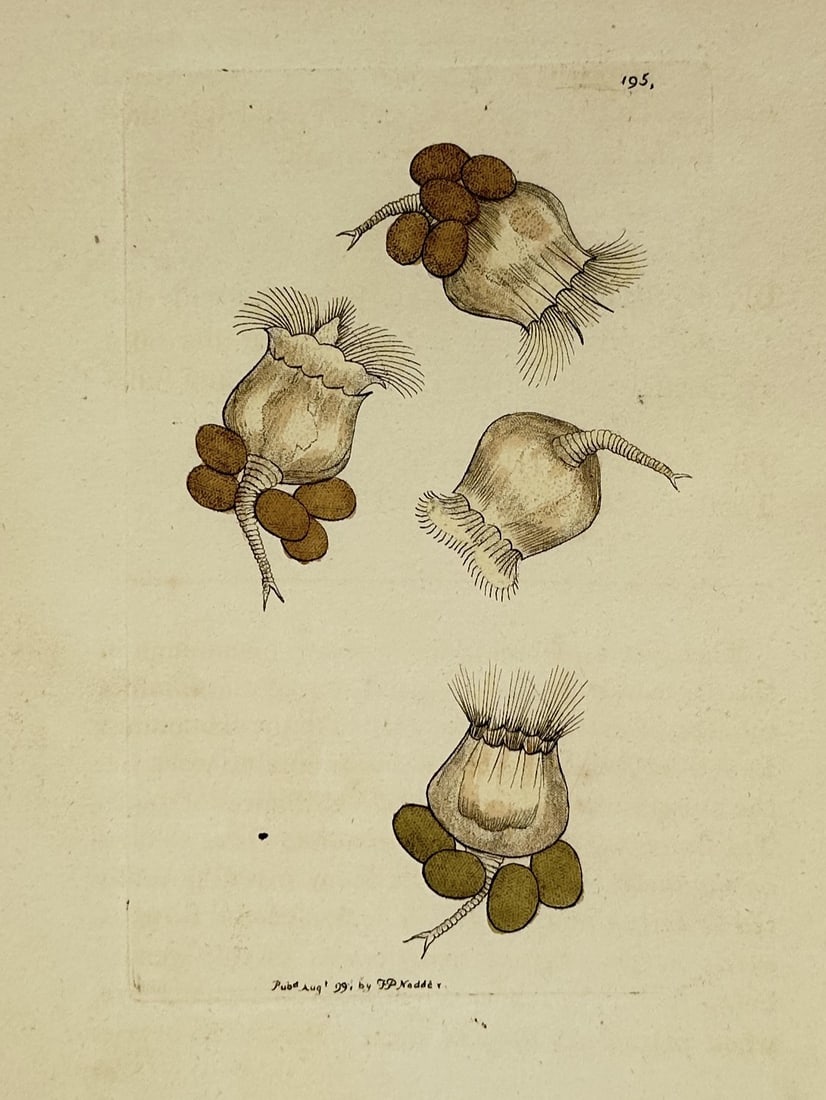 Frederick Polydore Nodder (1751–1801) – Hydroids – Hand-colored engraving (1790) (1 of 2)