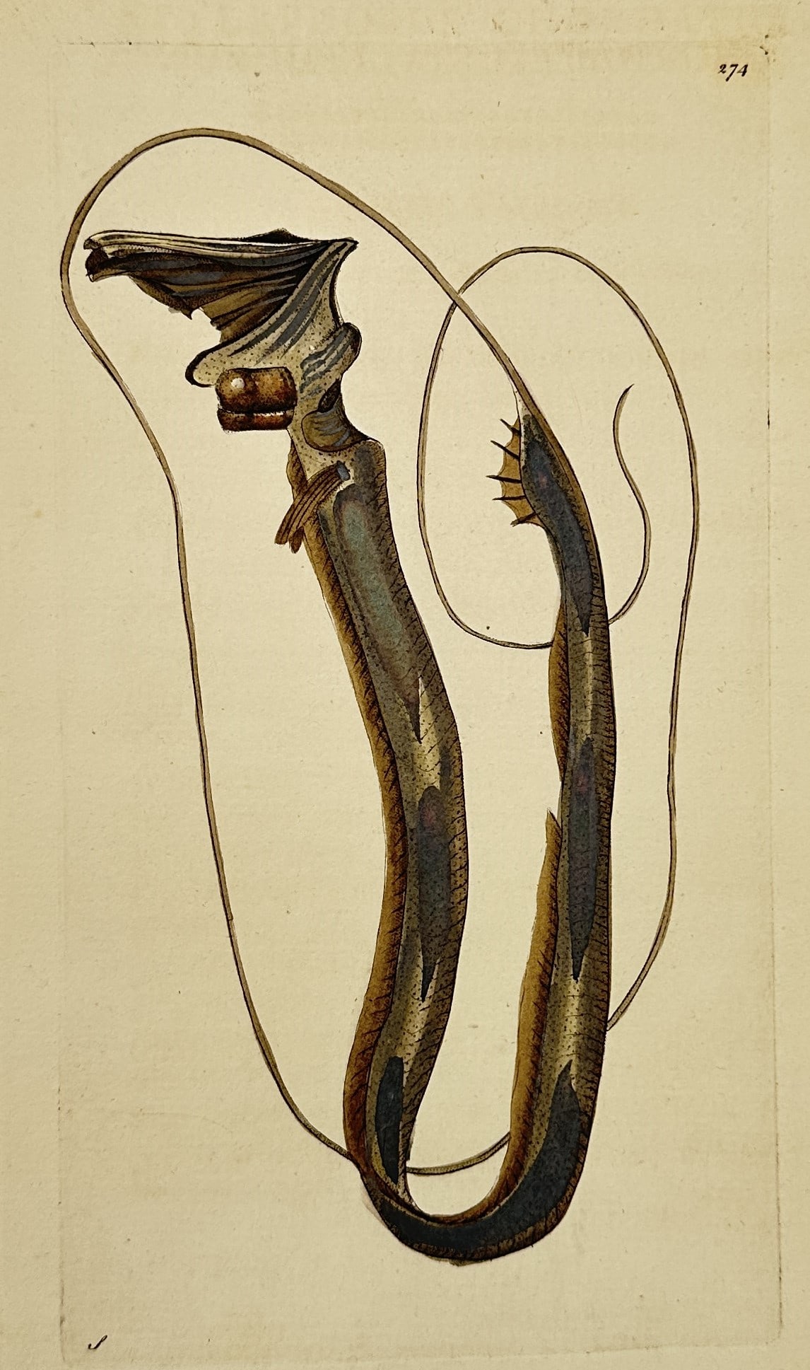 Frederick Polydore Nodder (1751–1801) – Deep Sea Fish – Hand-colored engraving (1790) (1 of 2)