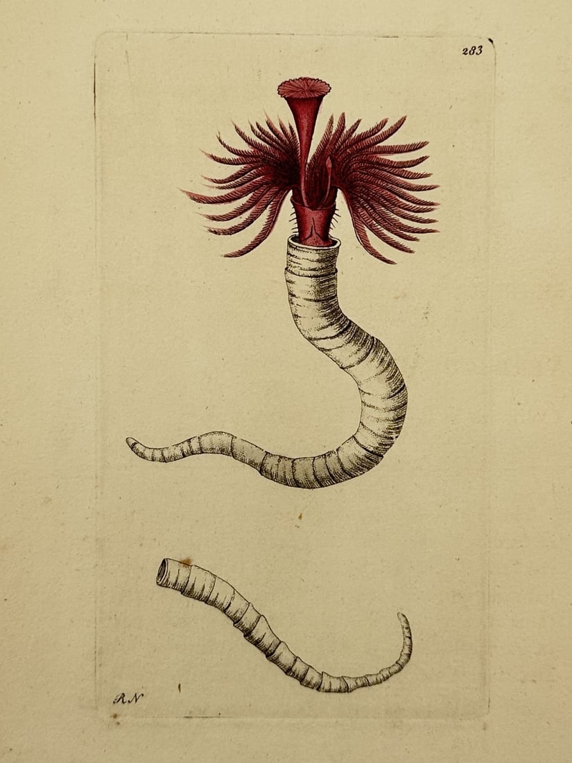 Frederick Polydore Nodder (1751–1801) – red Marine Worm – Hand-colored engraving (1790) (1 of 2)