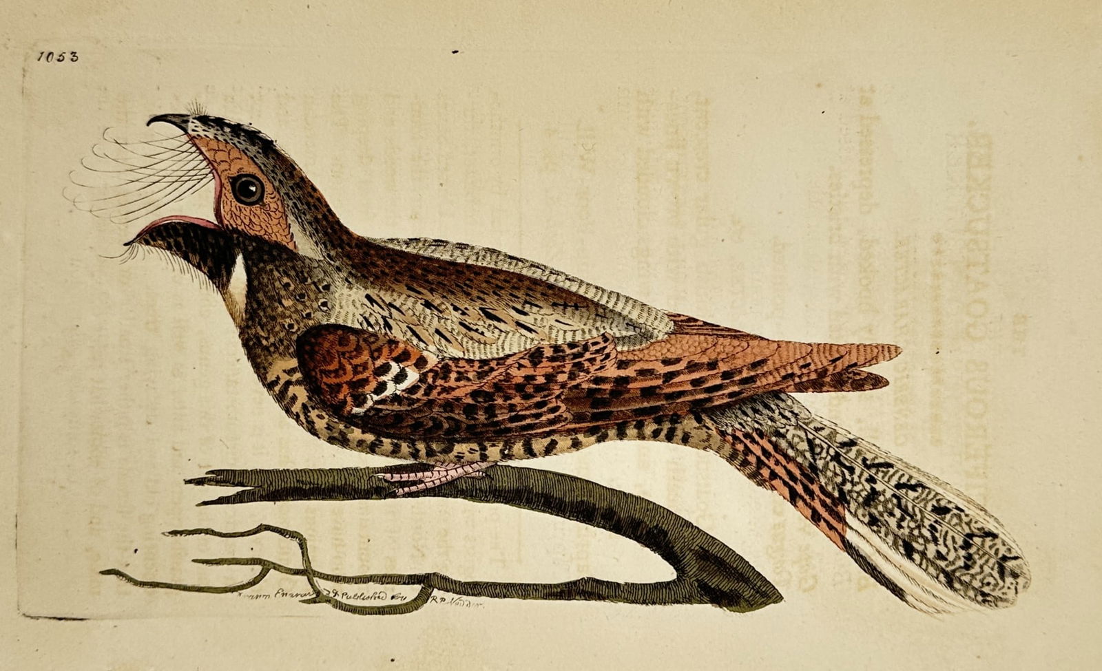 Frederick Polydore Nodder (1751–1801) – Goatsucker – Hand-colored engraving (1790) (1 of 2)