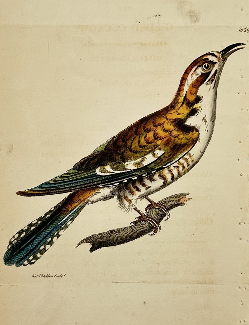 Frederick Polydore Nodder (1751–1801) – Treecreeper – Hand-colored engraving (1790) (1 of 2)