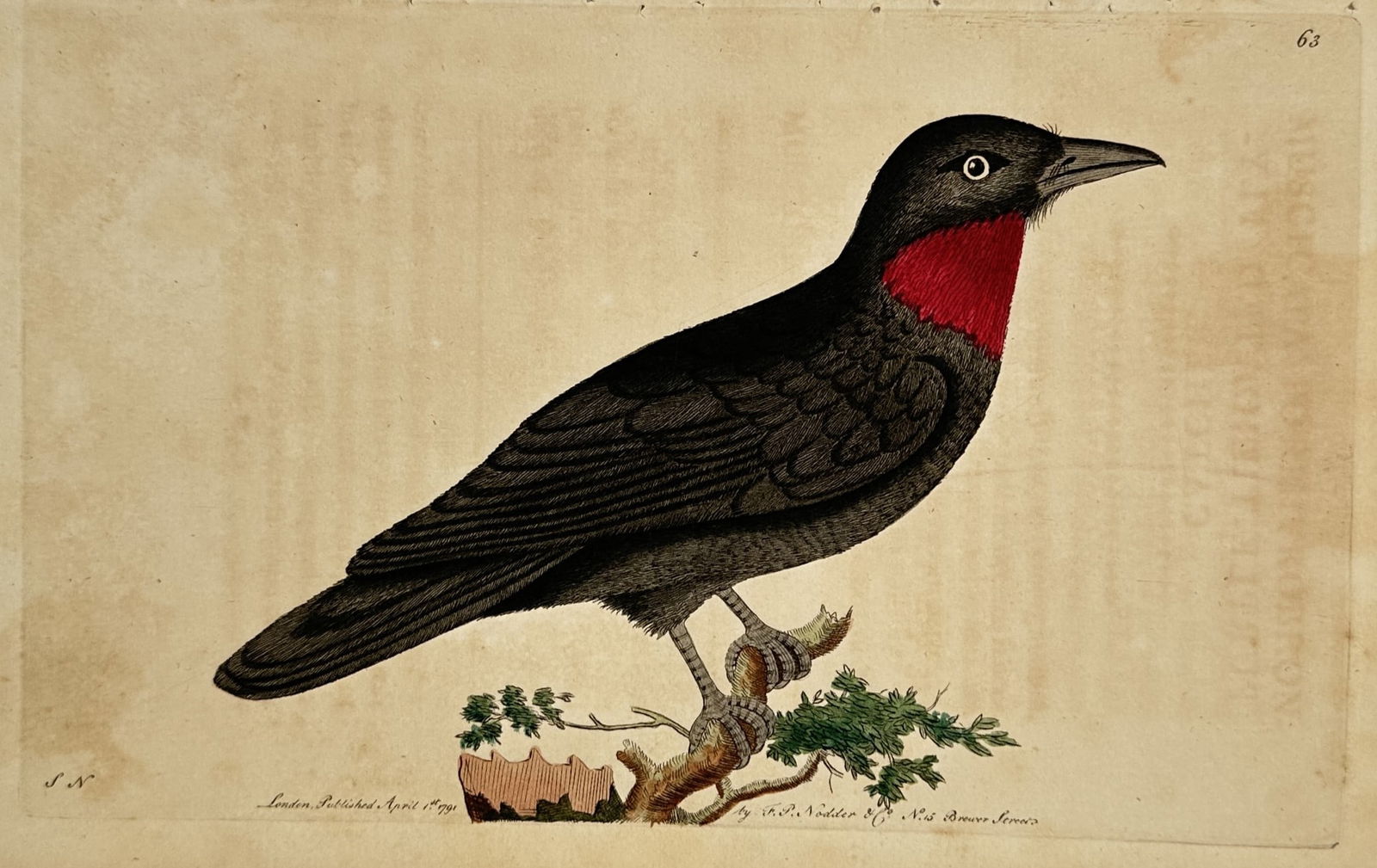 Frederick Polydore Nodder (1751–1801) – Crimson-throated Flycatcher – Hand-colored engraving (1 of 2)