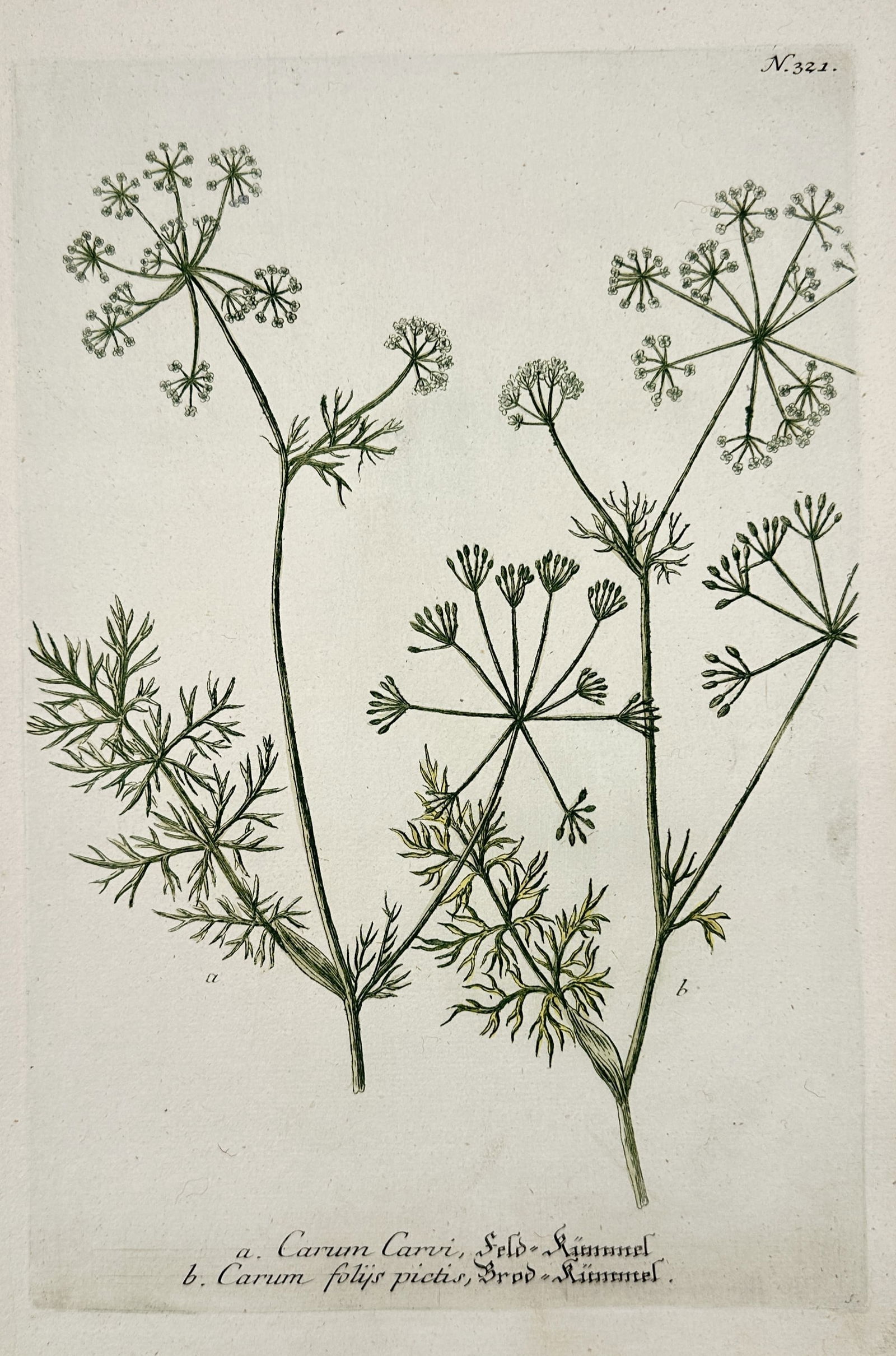 Johann Wilhelm Weinmann (1683–1741) – Caraway Plant – Hand-colored engraving (1745) (1 of 2)