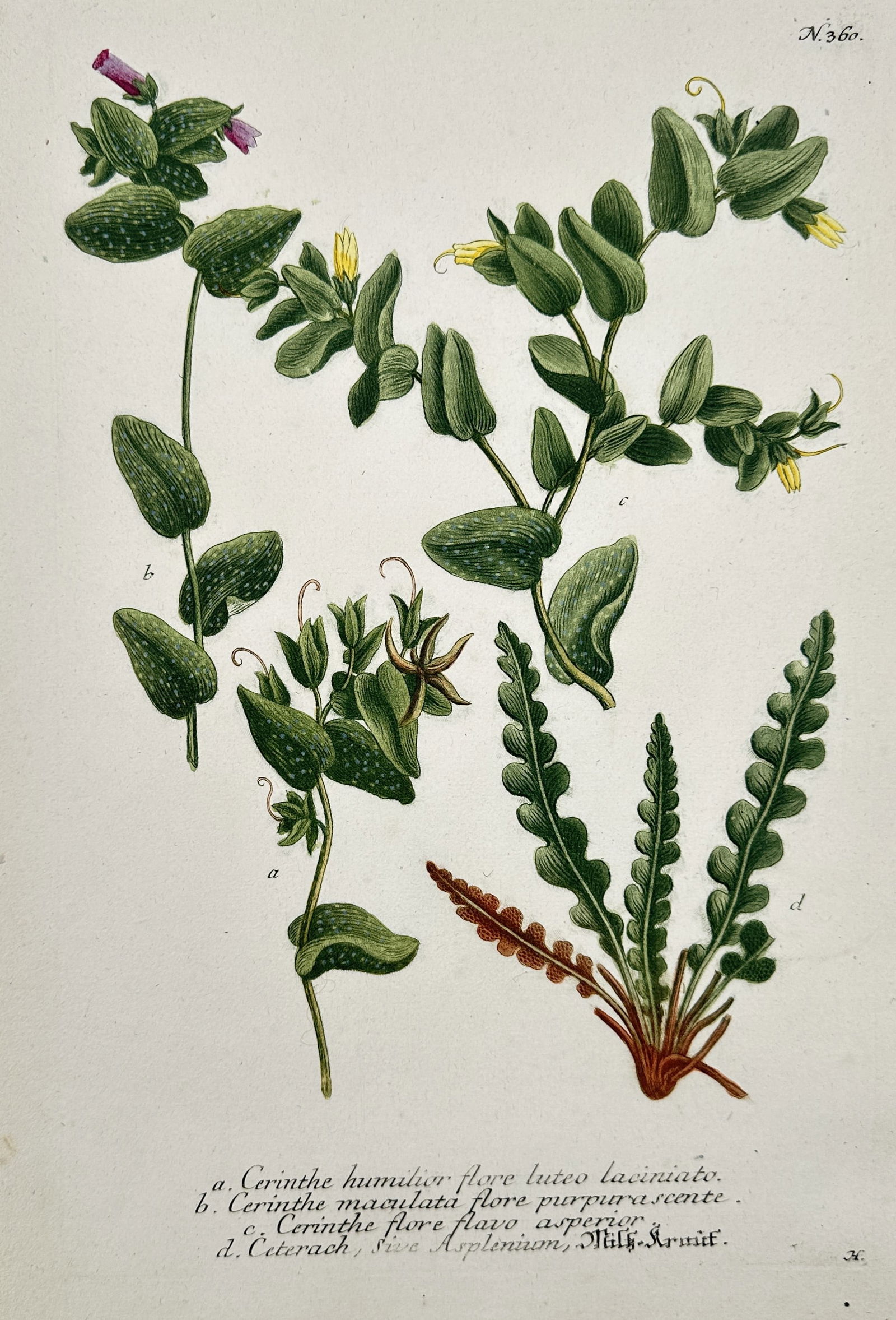 Johann Wilhelm Weinmann (1683–1741) – Honeywort and Rustyback Fern: This illustration depicts several botanical specimens, including varieties of honeywort with their characteristic nodding flowers and spotted leaves, alongside the distinctive lobed fronds of a rustyb