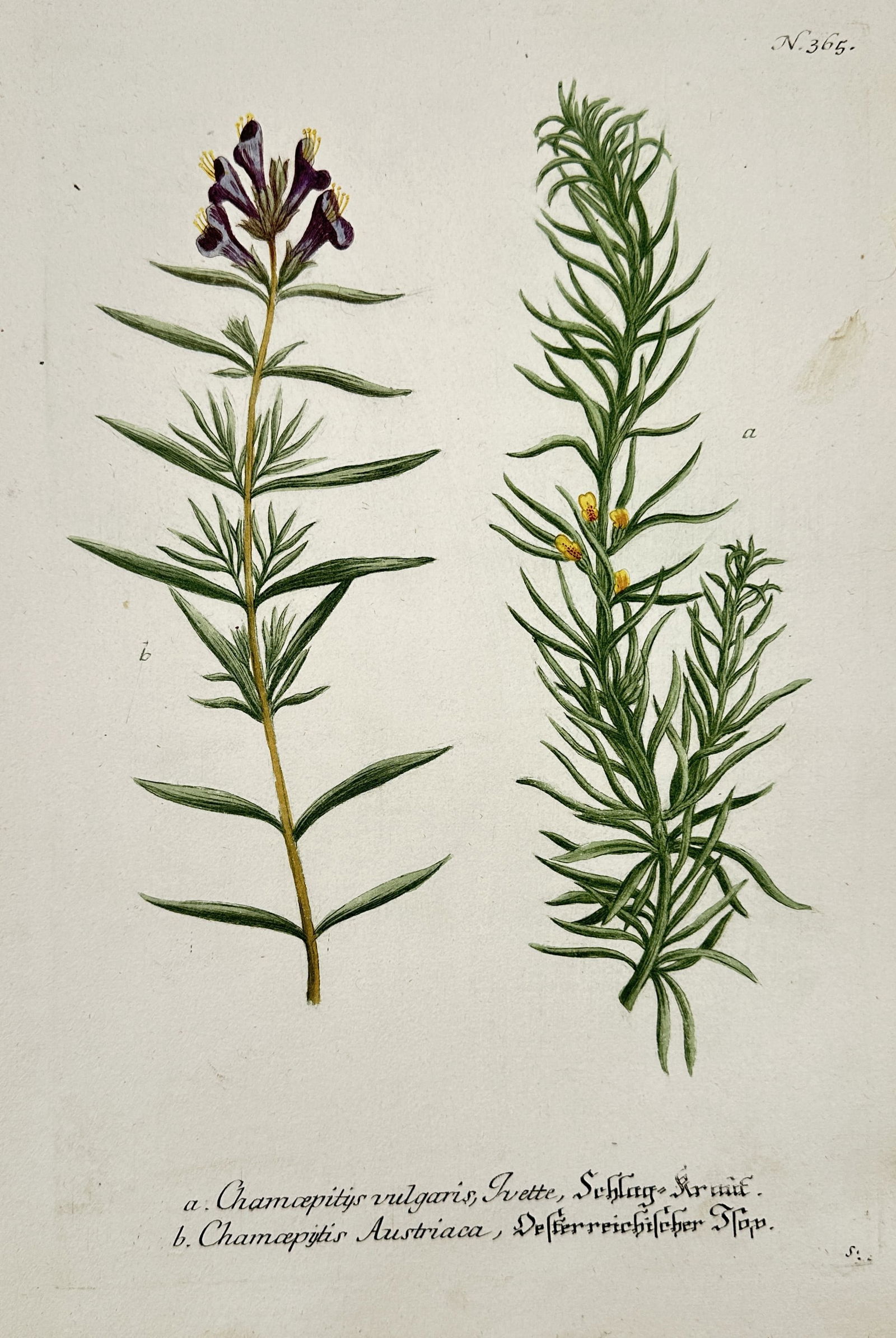 Johann Wilhelm Weinmann (1683–1741) – Ground Pine and Austrian Bugle: This illustration depicts two medicinal herbs, showing the needle-like foliage and yellow blossoms of ground pine alongside the broader leaves and deep purple flowers of the Austrian bugle. The print