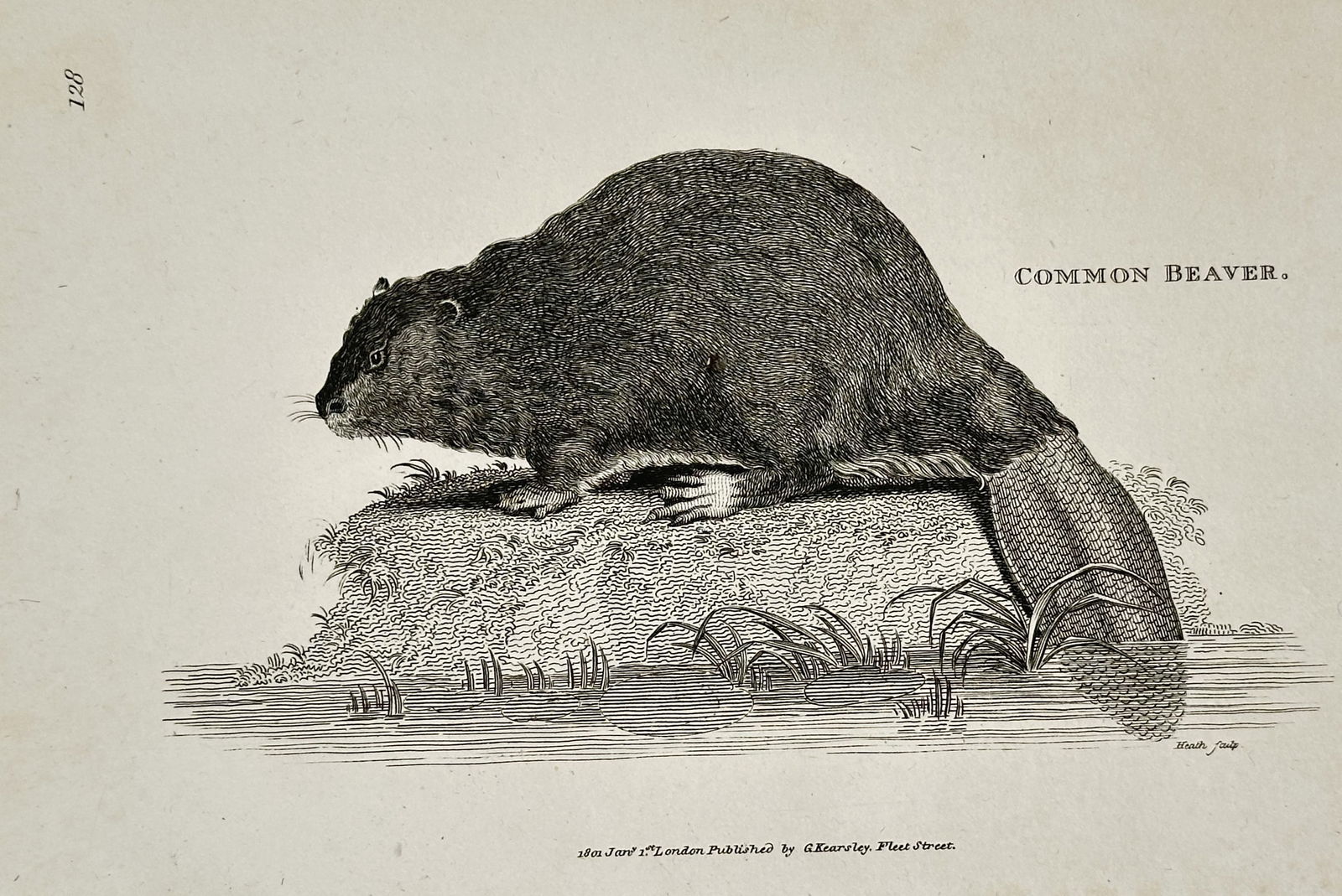 George Shaw (1751–1813) – Common Beaver – engraving (1801): This engraving depicts a common beaver in profile, shown resting on a grassy bank with its distinctive flat tail trailing into the water. The print serves as a detailed zoological study, capturing the