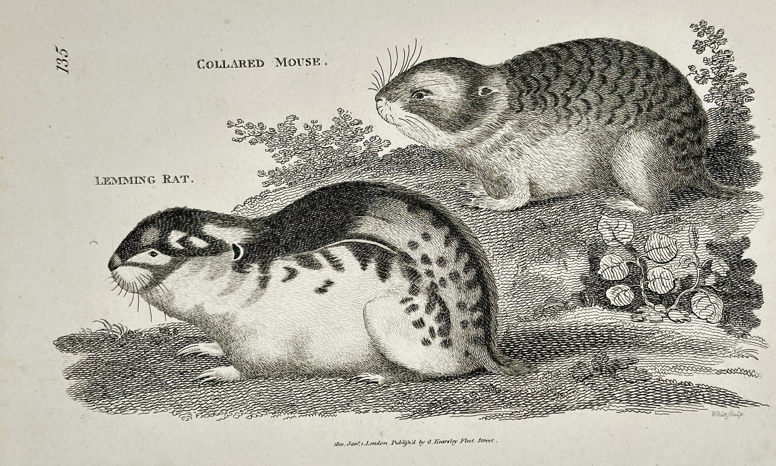George Shaw (1751–1813) – Collared Mouse and Lemming Rat – engraving (1801): This engraving features two distinct zoological studies, depicting a Collared Mouse and a Lemming Rat in their naturalistic habitats. The upper figure shows a Lemming Rat with spotted markings in prof