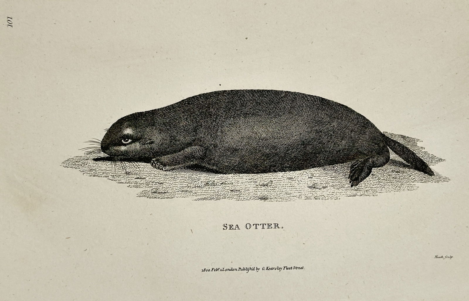 George Shaw (1751–1813) – Sea Otter – engraving (1800): This engraving depicts a sea otter in profile, shown resting on a textured surface that represents its coastal habitat. The print serves as a meticulous zoological study, capturing the animal's sleek