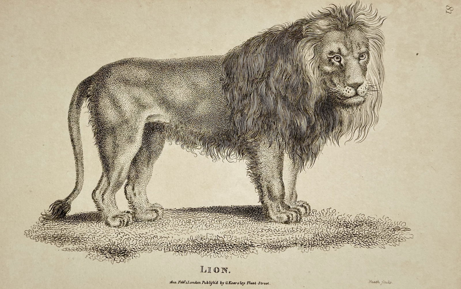 George Shaw (1751–1813) – Lion – engraving (1800): This engraving depicts a male lion in profile, shown standing on a grassy or textured ground with its mane and musculature rendered in fine detail. The print serves as a formal zoological study, inten