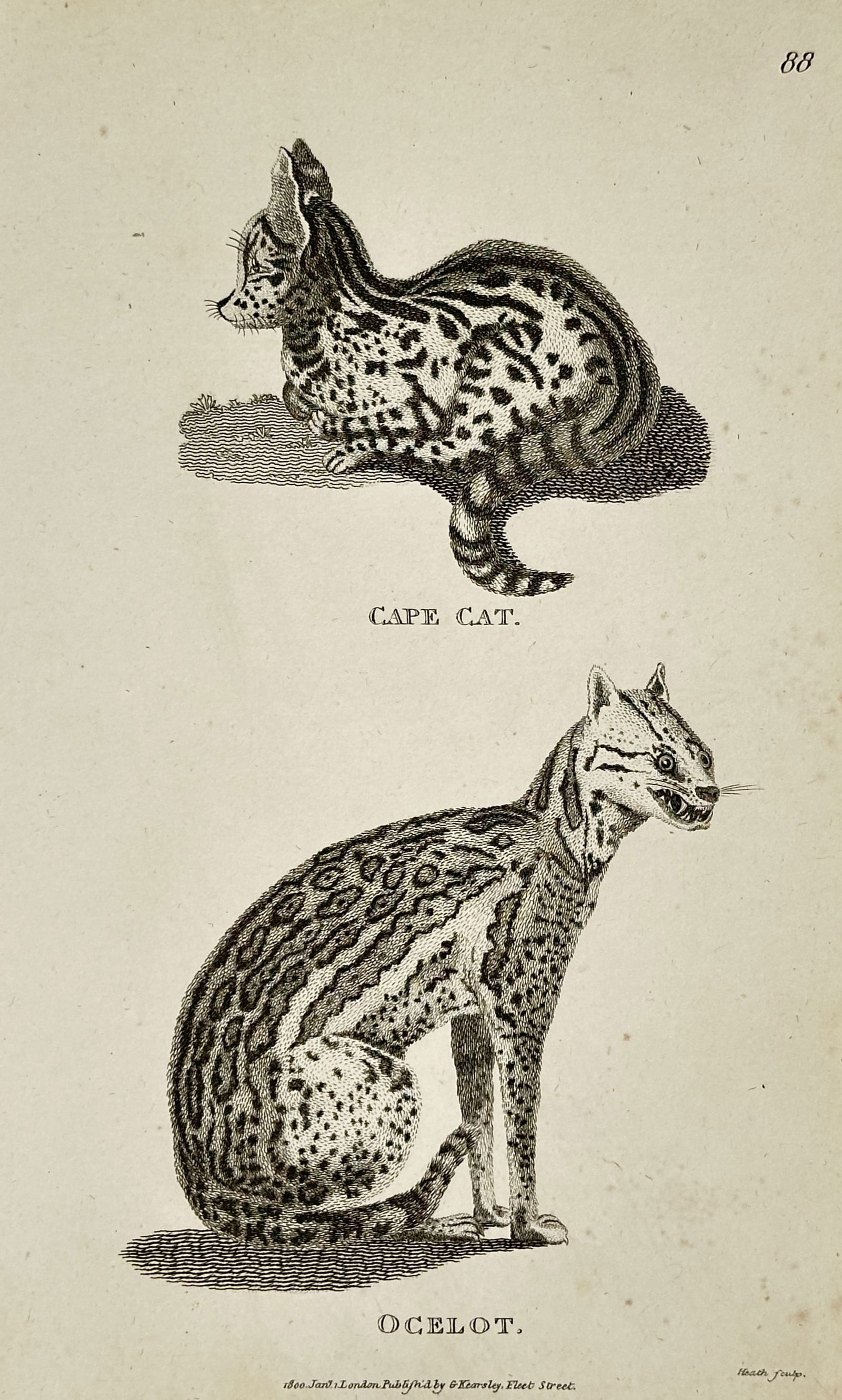 George Shaw (1751–1813) – Ocelot and Cape Cat – engraving (1800) (1 of 2)