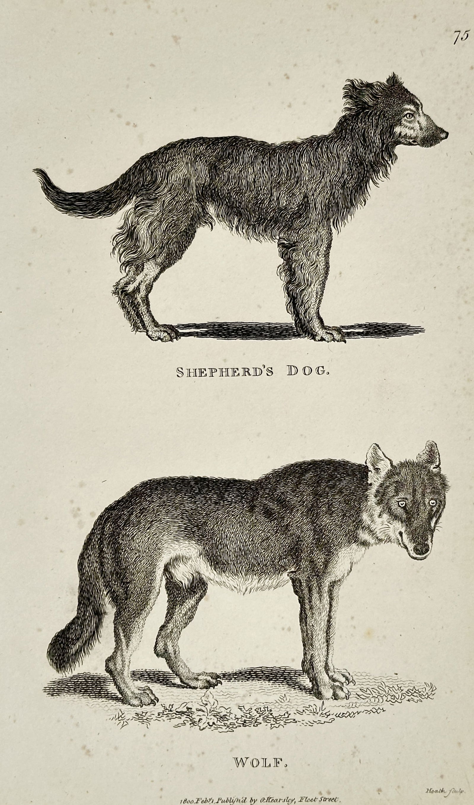 George Shaw (1751–1813) – Wolf and Shepherd's Dog – engraving (1800): This engraving features two distinct canine studies, depicting a Wolf and a Shepherd's Dog in profile. The Wolf is shown on the left, standing on a patch of grassy ground, while the Shepherd's Dog is