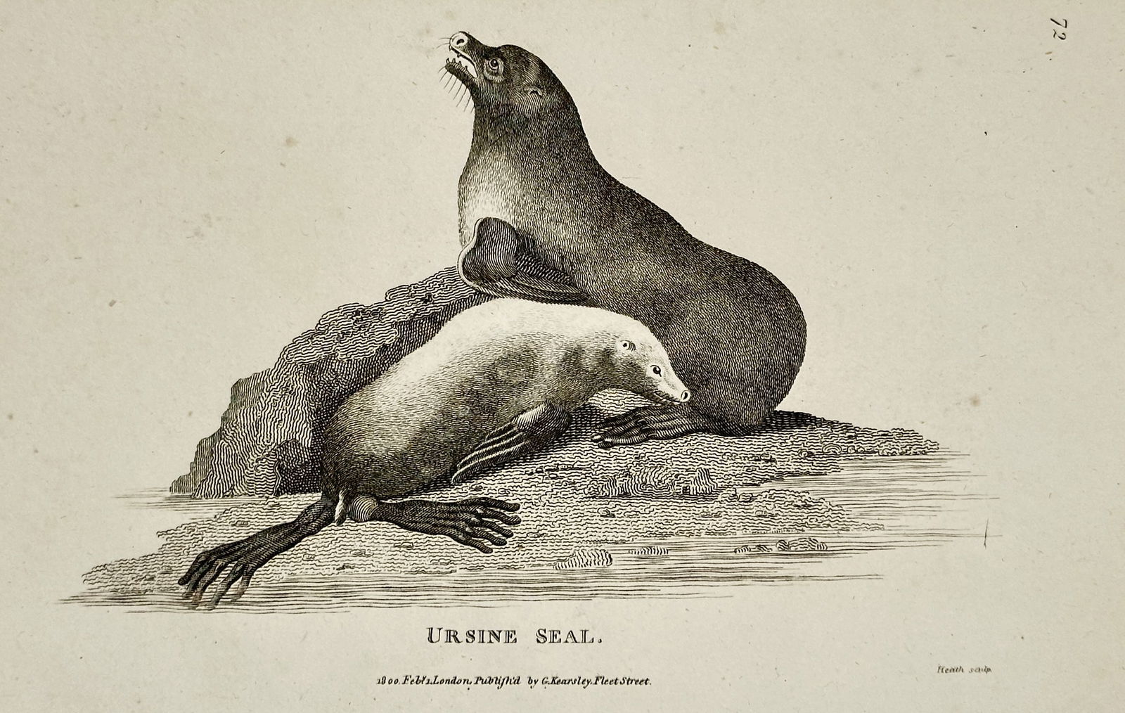George Shaw (1751–1813) – Ursine Seal – engraving (1800): This engraving depicts an Ursine Seal, also known as a Northern Fur Seal, shown in a naturalistic pose on a rocky shoreline. The print is a detailed zoological study that captures the animal's distinc