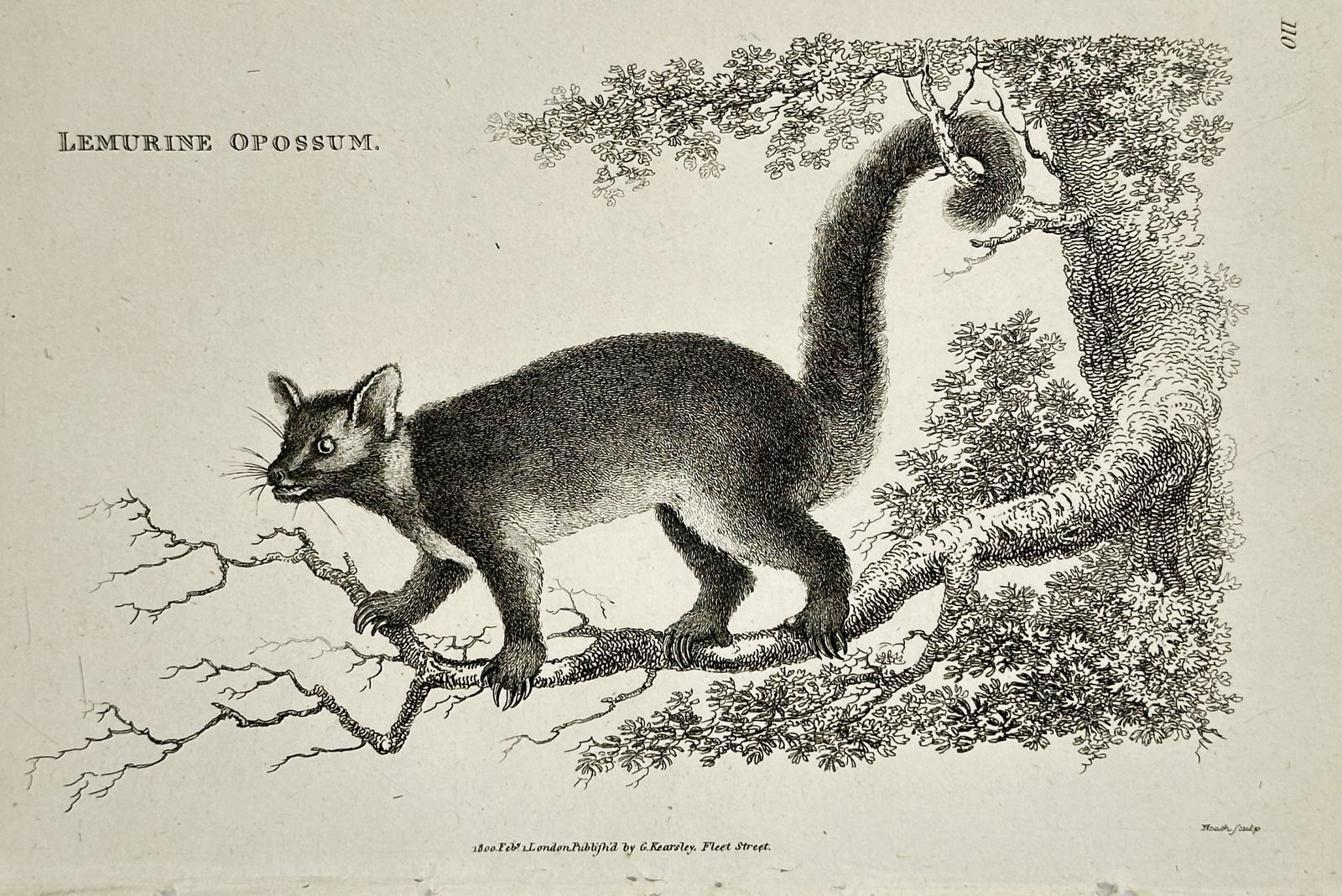 George Shaw (1751–1813) – Lemurine Opossum – engraving (1800): This engraving depicts a Lemurine Opossum, now commonly known as a brushtail possum, shown suspended from a mossy tree branch. The illustration captures the animal’s thick fur and prehensile tail in