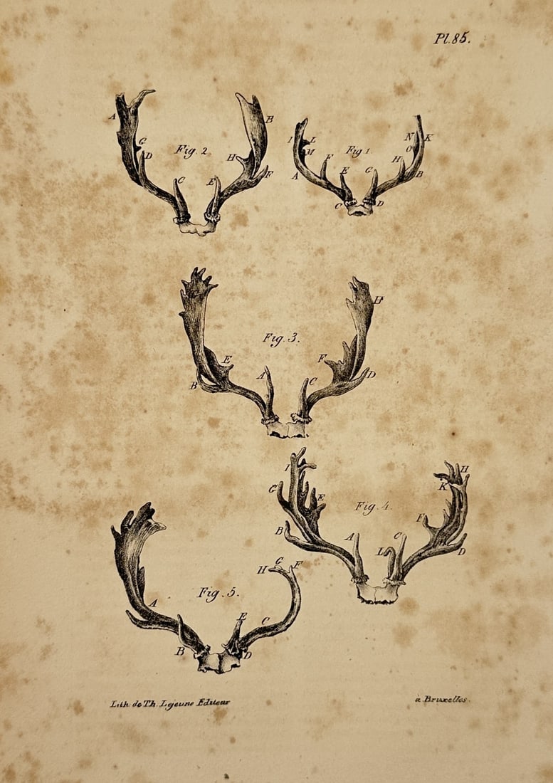 Georges-Louis Leclerc, Comte de Buffon (1707–1788) – deer antlers – engraving (1830) (1 of 2)