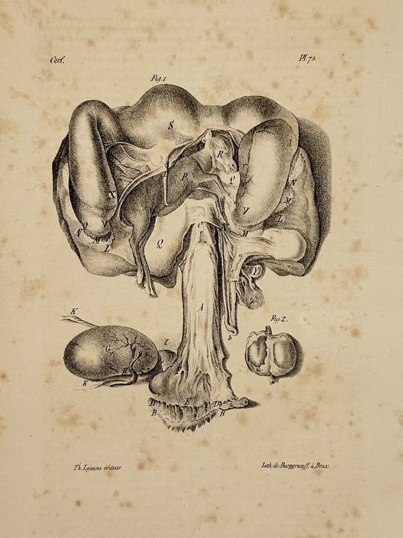 Georges-Louis Leclerc, Comte de Buffon (1707–1788) – Deer (Cerf) – engraving (1830): This anatomical plate features two detailed studies related to a deer, identified by the French title Cerf. Figure 1 provides a complex view of the internal organs or biological systems of the animal,