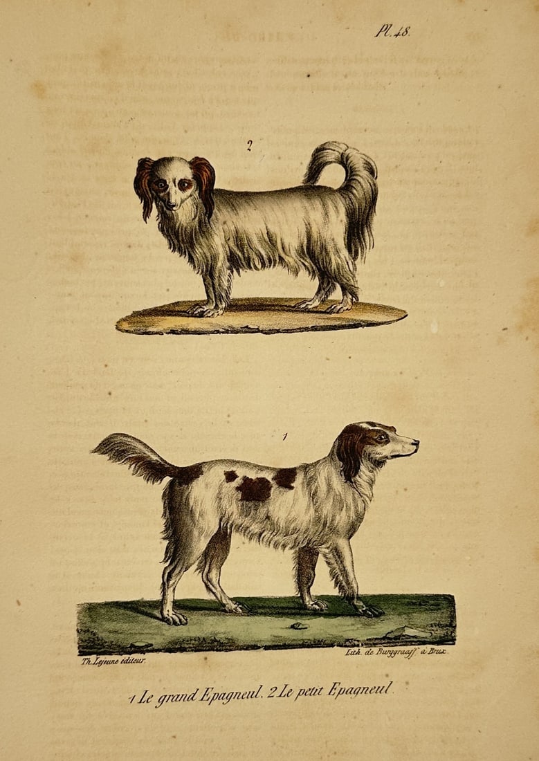 Georges-Louis Leclerc, Comte de Buffon (1707–1788) – Spaniels – lithograph (1830): This hand-colored lithograph features two canine studies identified by the French titles Le grand Epagneul (Figure 1) and Le petit Epagneul (Figure 2). Both dogs are shown in profile standing on small