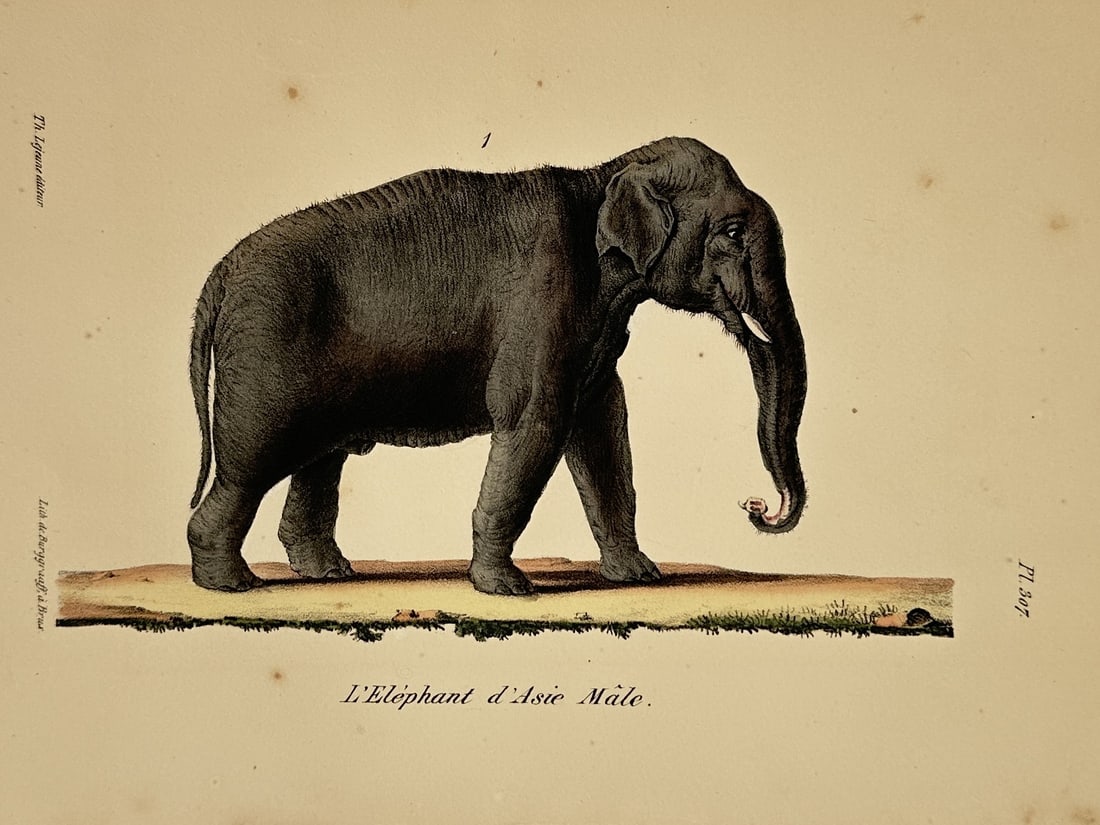 Georges-Louis Leclerc, Comte de Buffon (1707–1788) – Male Asian Elephant – lithograph (1830): This hand-colored lithograph features a detailed zoological study of a male Asian elephant, identified by the French title L'Eléphant d'Asie Mâle. The animal is shown in profile against a minimal la