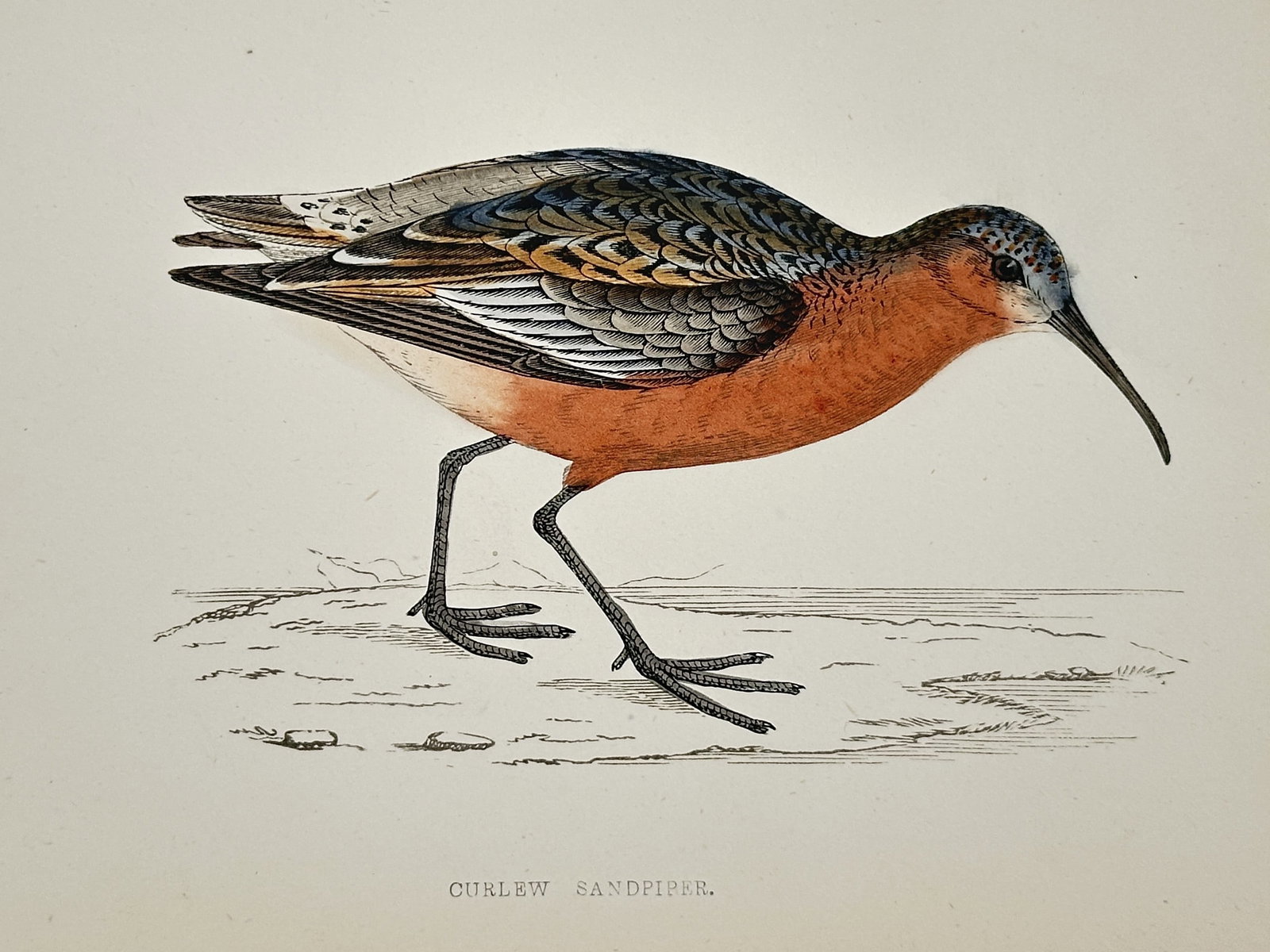 Francis Orpen Morris (1810–1893) – Curlew Sandpiper – Wood engraving (1850s): This hand-colored Wood engraving depicts a Curlew Sandpiper in profile, accurately showcasing its distinctive reddish-brown breeding plumage and long, decurved bill. The bird is shown standing on a si