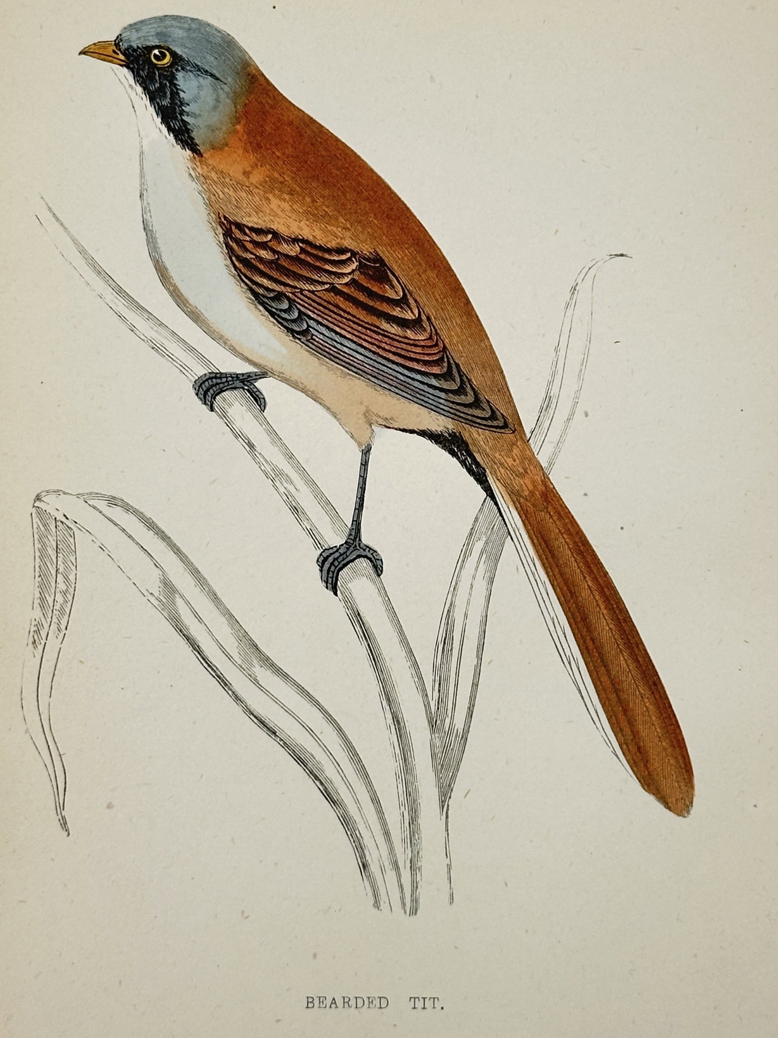 Francis Orpen Morris (1810–1893) – Bearded Tit – Wood engraving (1850s): This hand-colored Wood engraving depicts a Bearded Tit perched on a reed, showcasesing its tawny-brown plumage and the characteristic black "mustache" markings that give the species its name. The bird