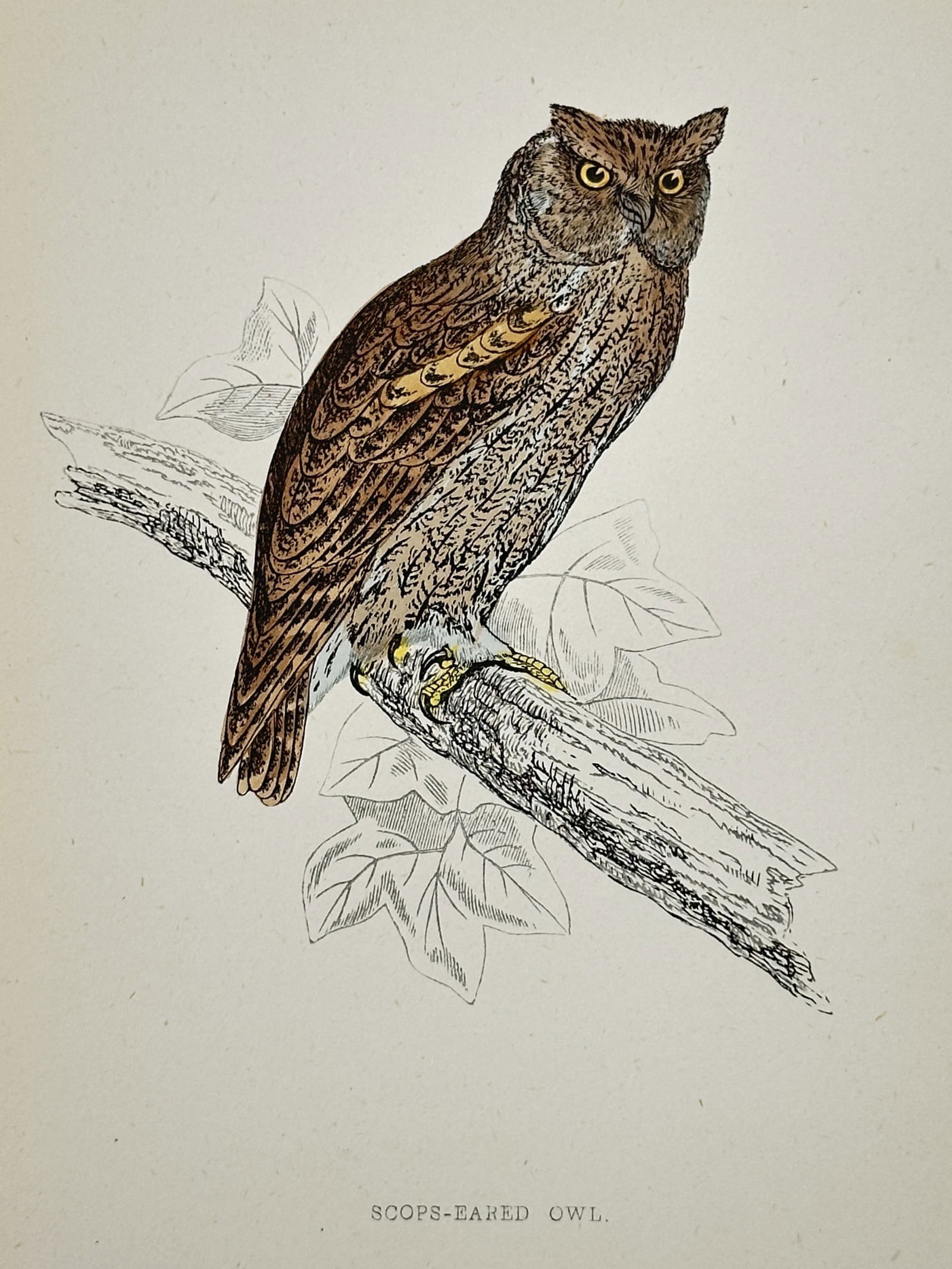 Francis Orpen Morris (1810–1893) – Scops-eared Owl – Wood engraving (1850s) (1 of 2)