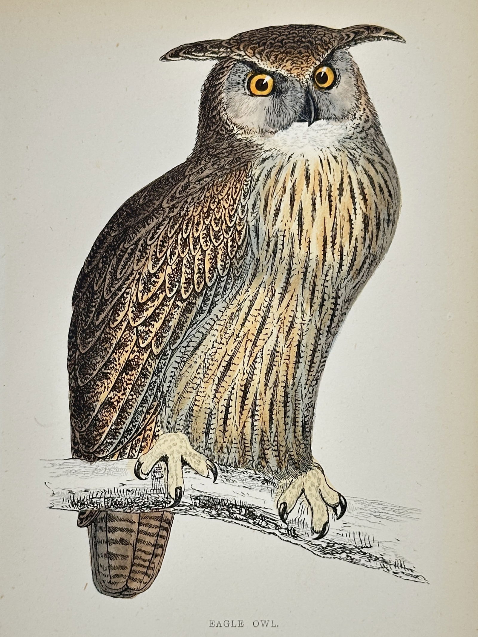 Francis Orpen Morris (1810–1893) – Eagle Owl – Wood engraving (1850s) (1 of 2)