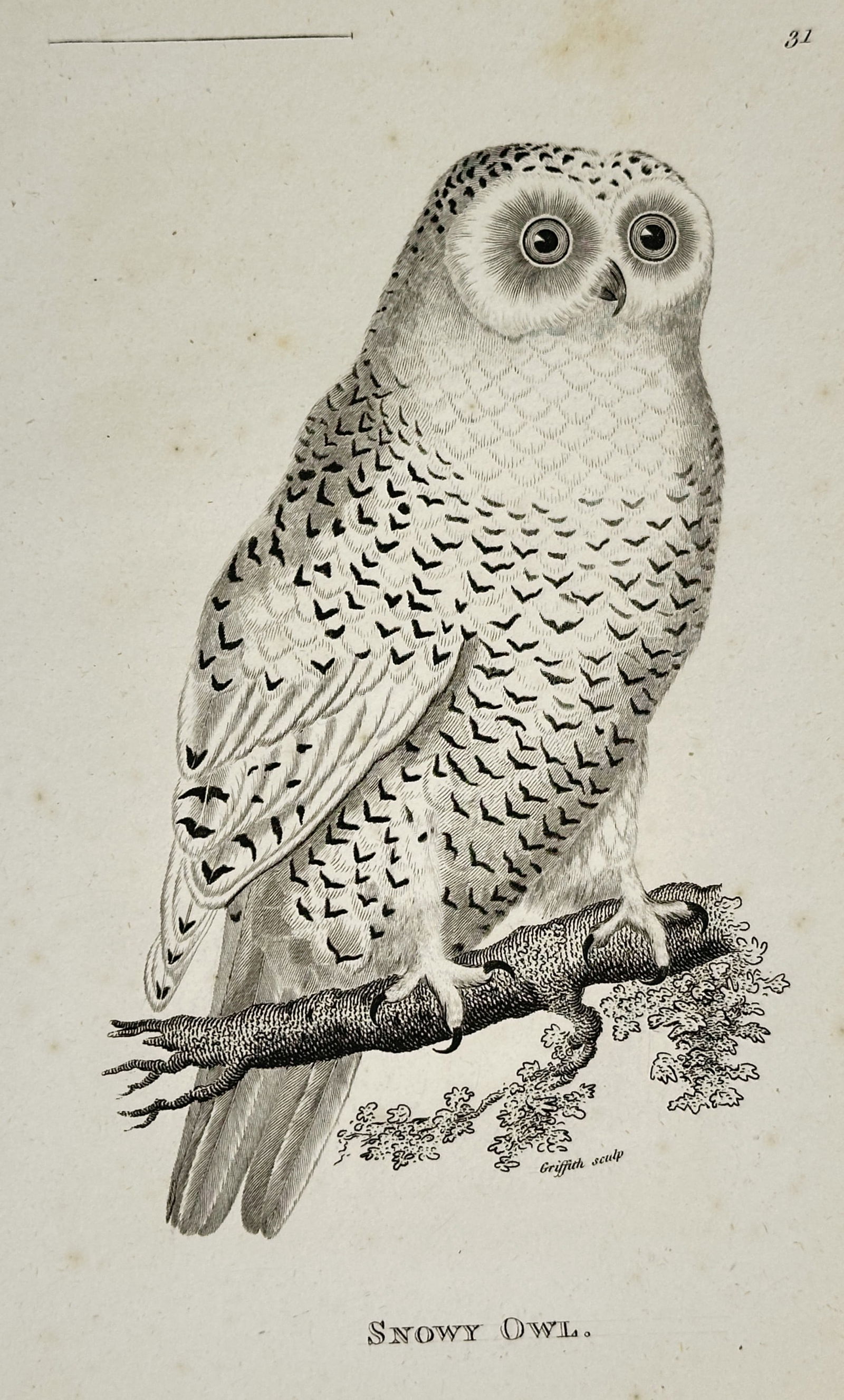 George Shaw (1751–1813) – Snowy Owl – engraving (1808): This engraving features a detailed ornithological study of a Snowy Owl perched on a lichen-covered branch. The illustration captures the bird in profile, meticulously rendering its dense white plumage