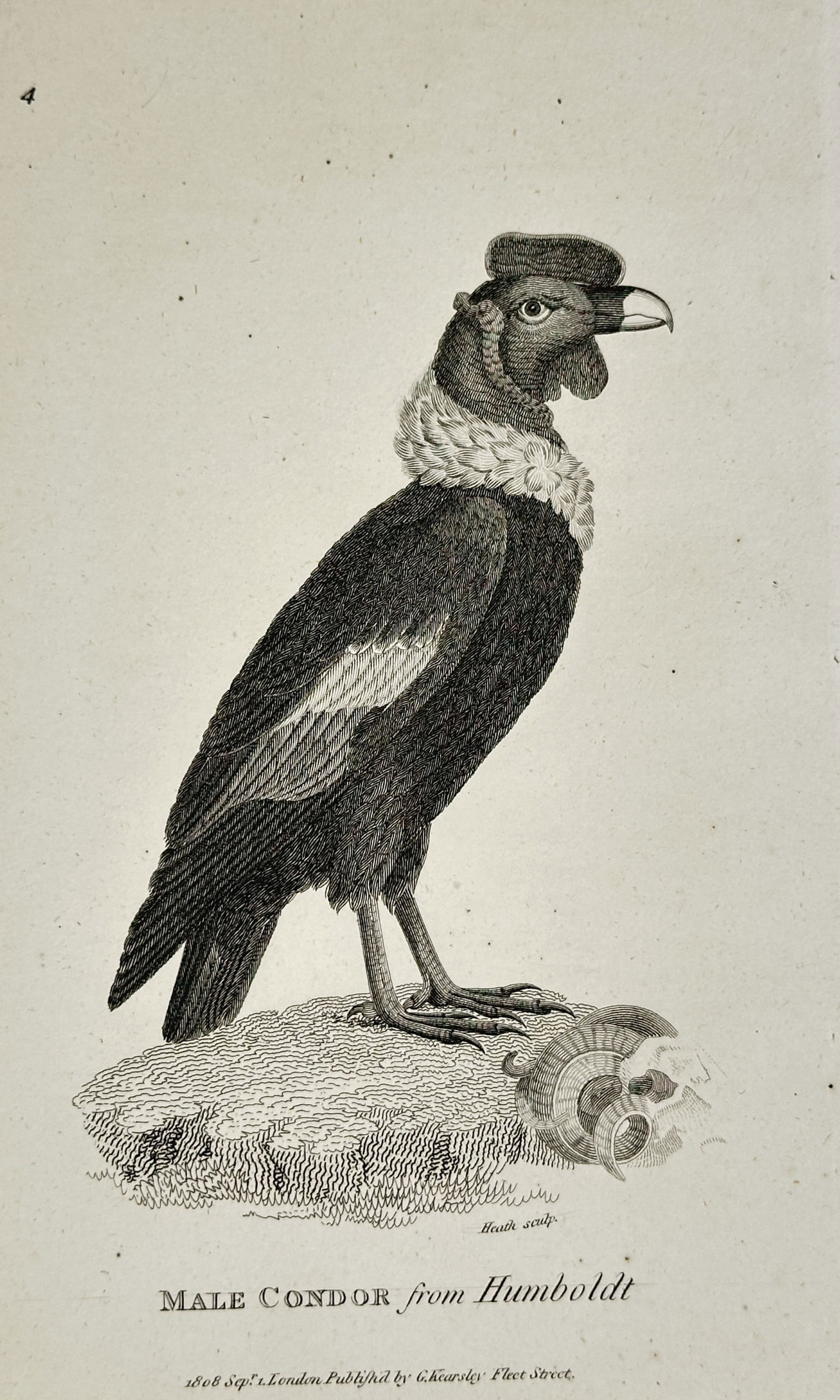 George Shaw (1751–1813) – Male Condor – engraving (1808): This engraving features a detailed ornithological study of a Male Condor, identified by the title Male Condor from Humboldt. The bird is depicted in profile standing on a small mound of earth, meticul