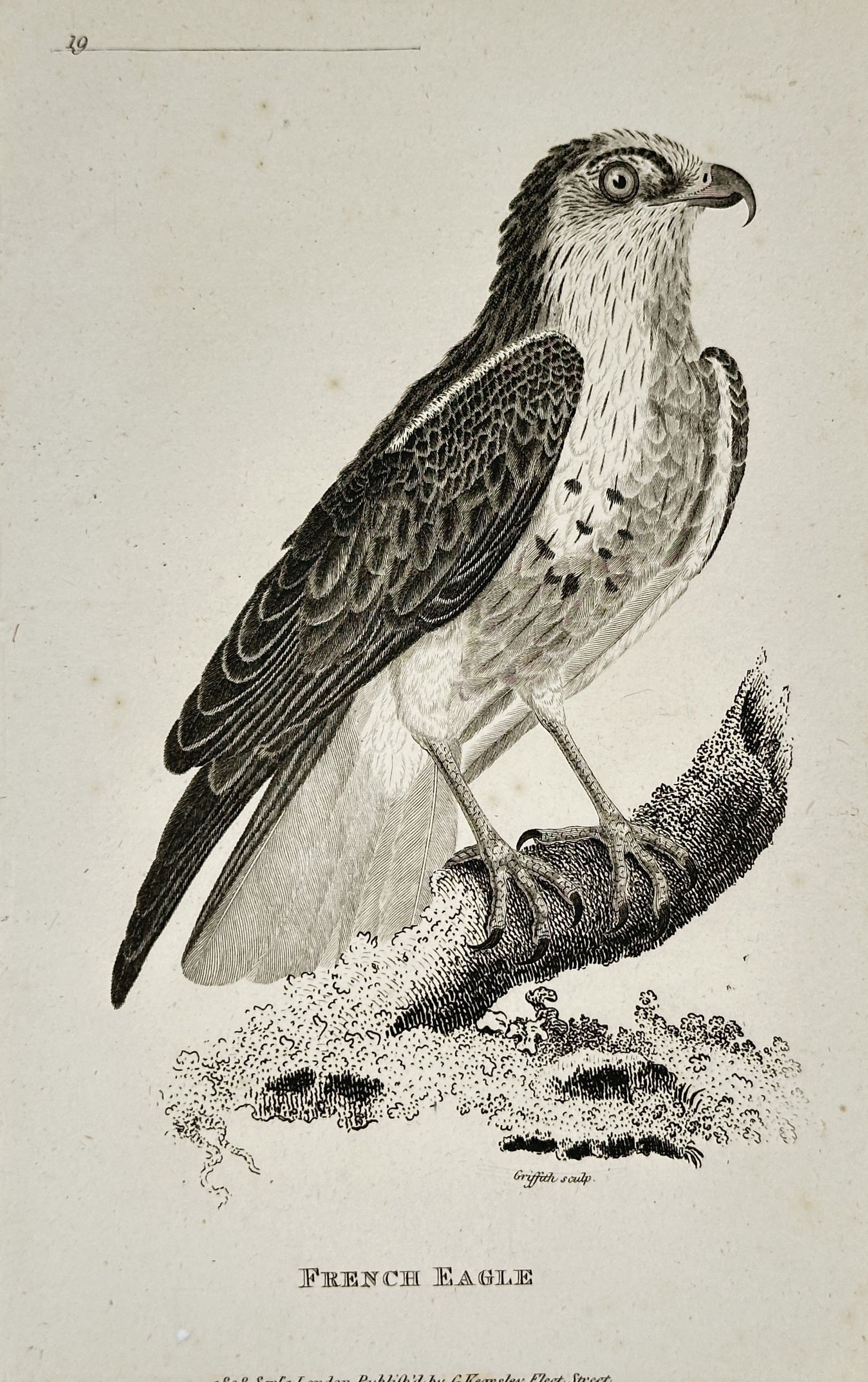 George Shaw (1751–1813) – French Eagle – engraving (1808): This engraving features a detailed ornithological study of a French Eagle perched on a textured branch. The illustration captures the bird in profile, meticulously rendering the layered patterns of it