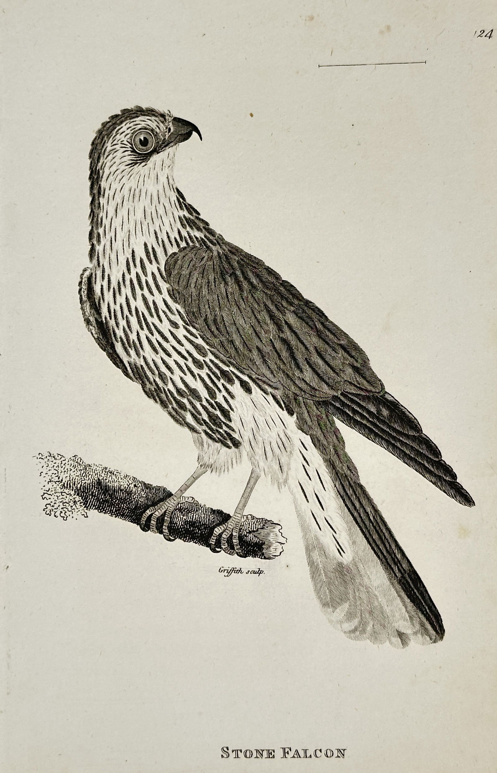 George Shaw (1751–1813) – Stone Falcon – engraving (1808): This engraving features a detailed ornithological study of a Stone Falcon perched on a small, textured branch. The illustration captures the bird in profile with a downward gaze, meticulously renderin