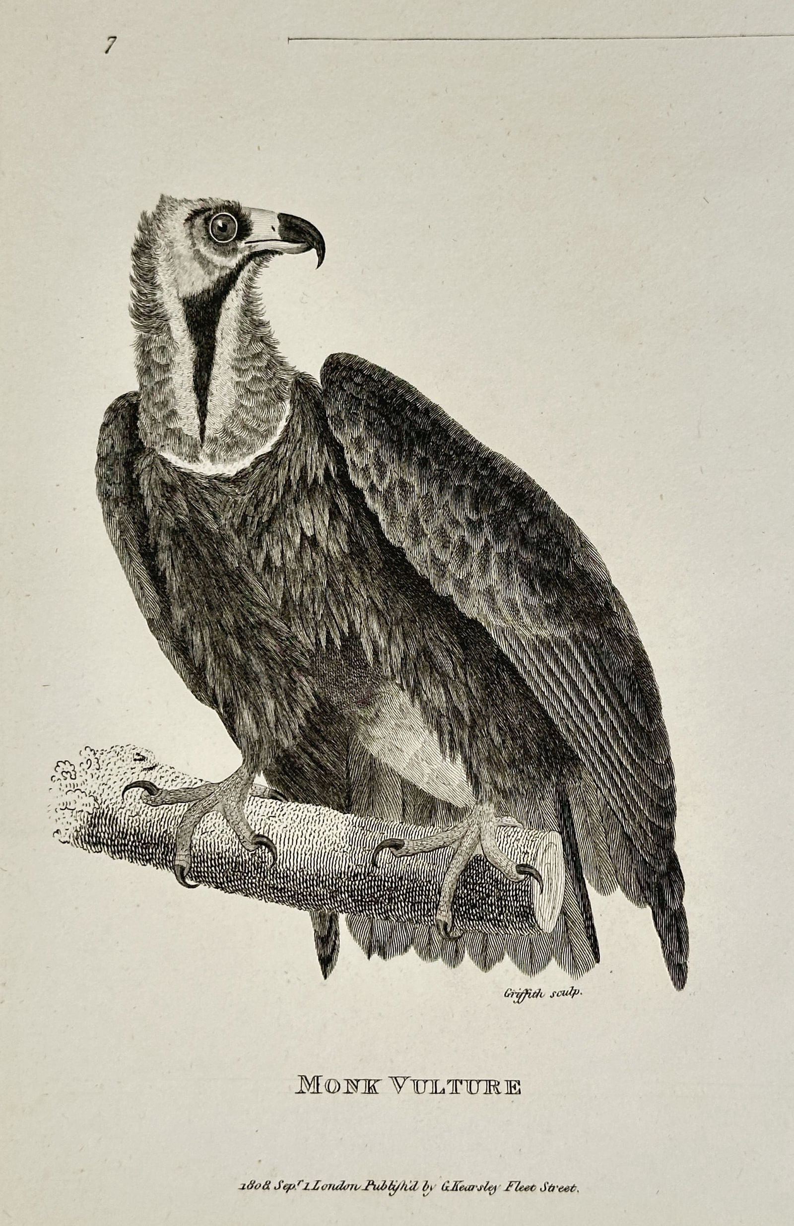 George Shaw (1751–1813) – Monk Vulture – engraving (1808): This engraving features a detailed ornithological study of a Monk Vulture perched on a textured branch. The illustration captures the bird in profile with a sharp, hooked beak and characteristic ruff