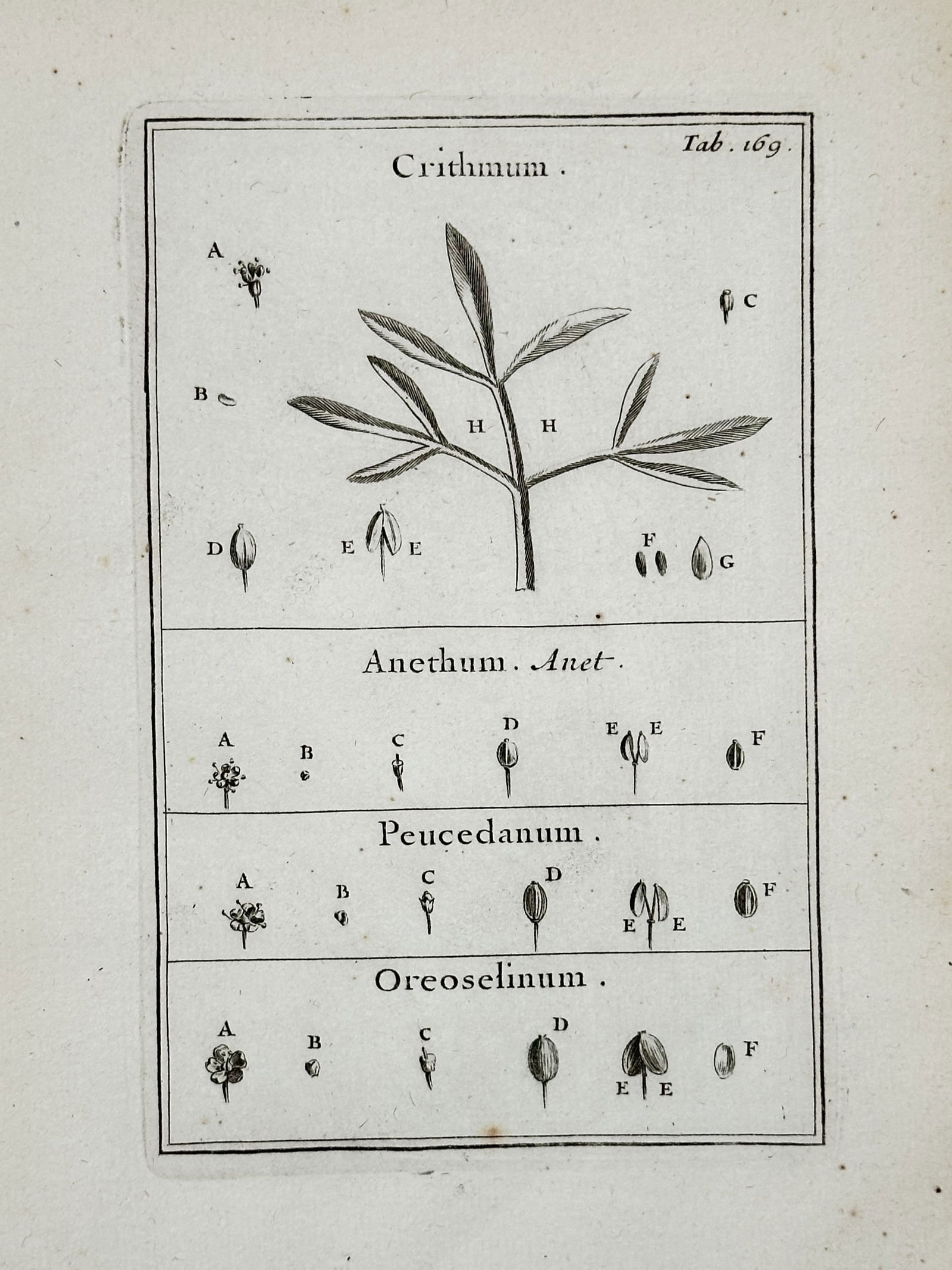 Joseph Pitton de Tournefort – Sea Samphire, Dill, Hog's Fennel, and Mountain Parsley (1 of 2)