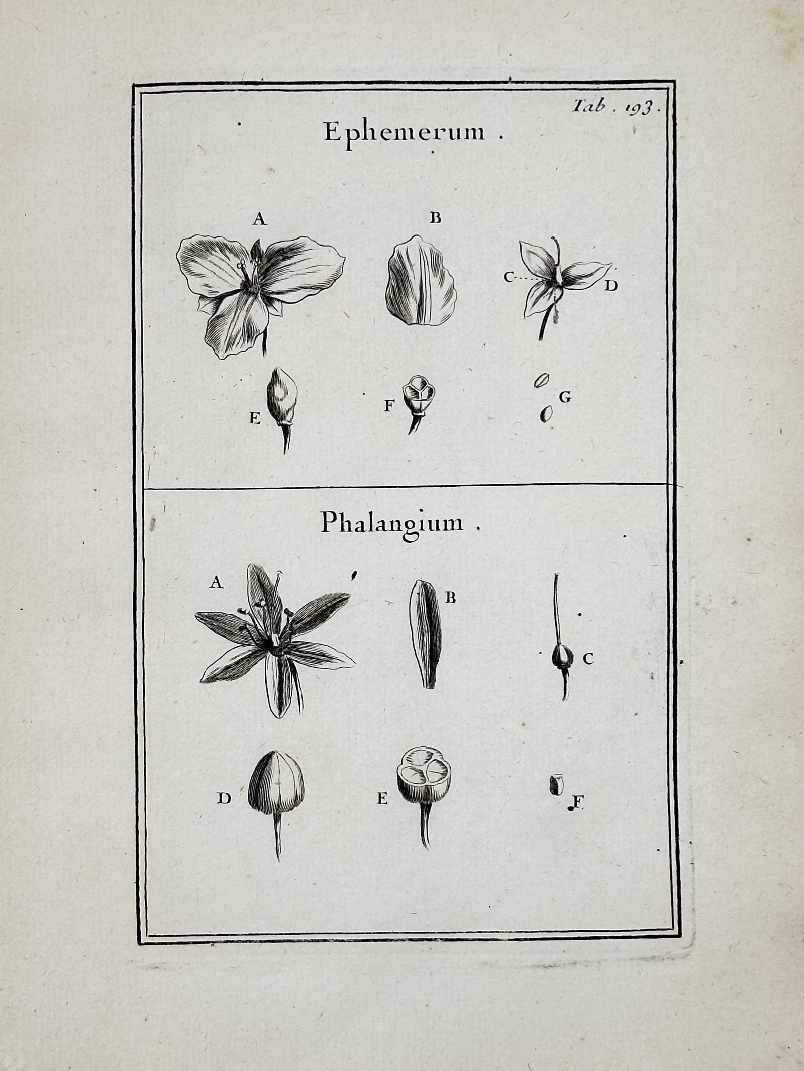 Joseph Pitton de Tournefort (1656–1708) – Spiderwort and St. Bernard's Lily – engraving (1719) (1 of 2)